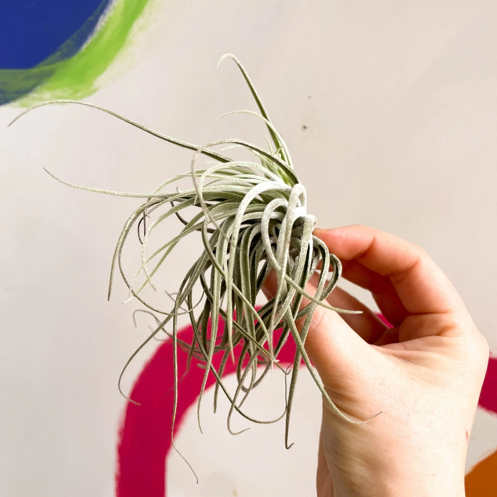 Tillandsia ionantha green - Air Plant - Image 6