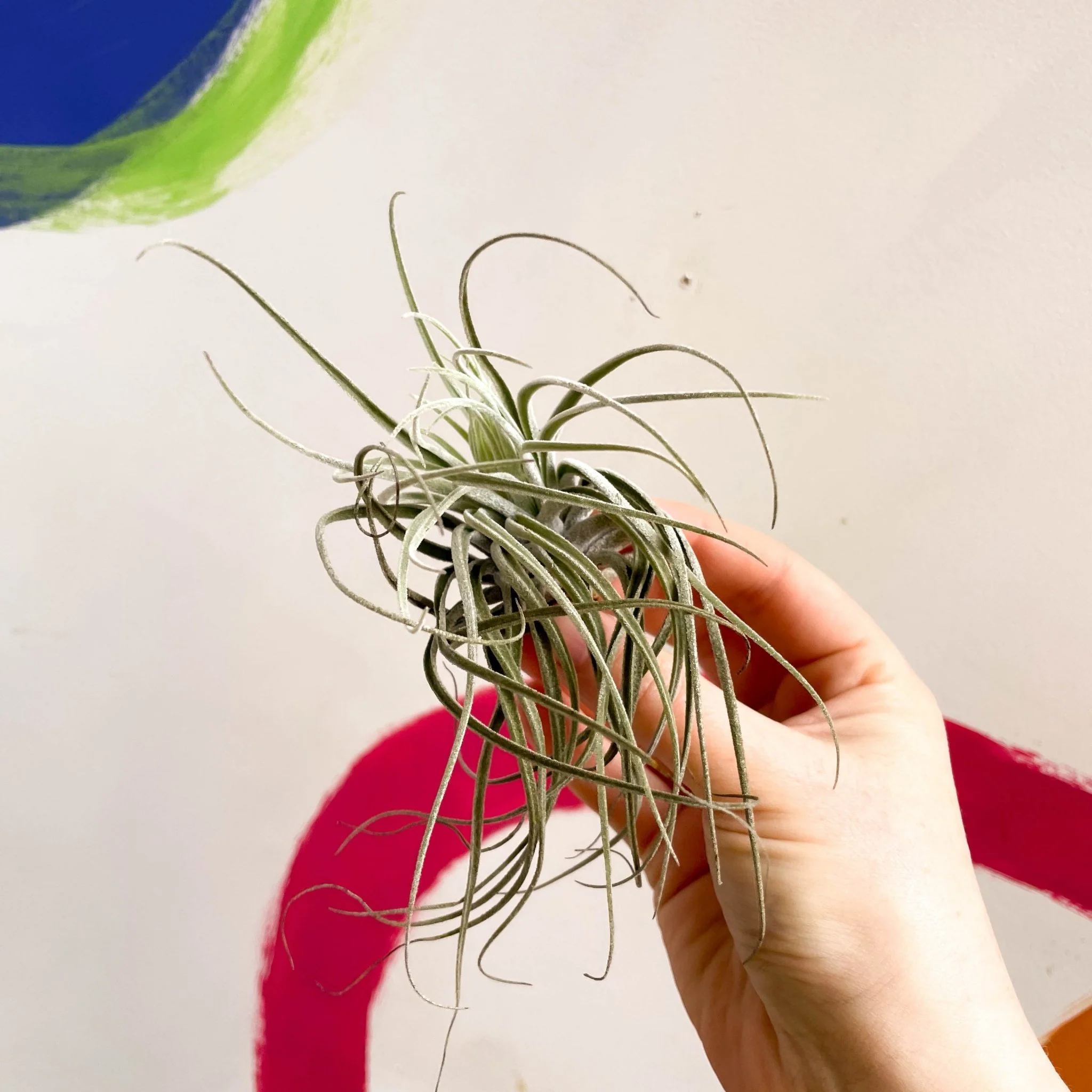 Tillandsia ionantha green - Air Plant - Image 7