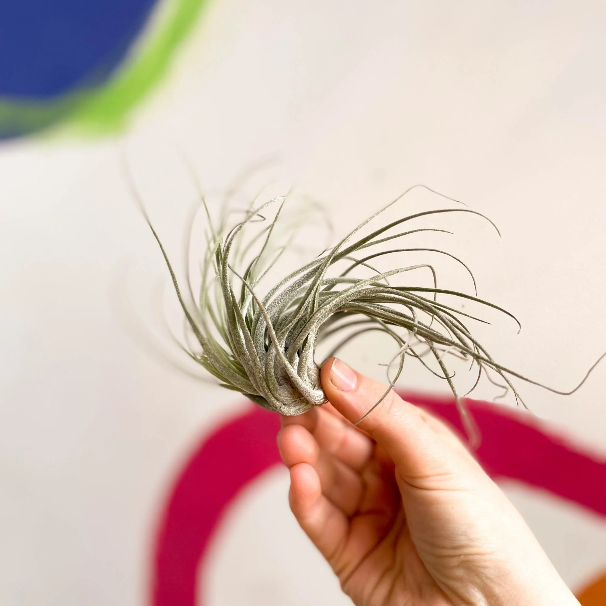 Tillandsia ionantha green - Air Plant - Image 8