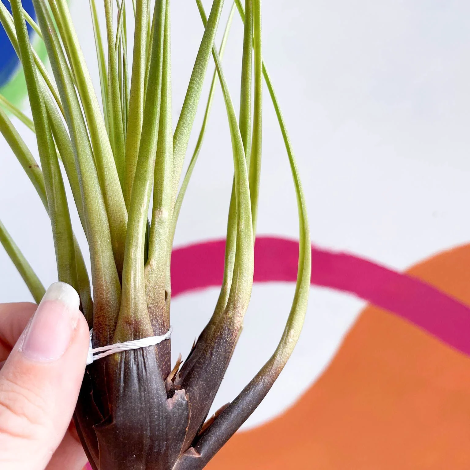 Tillandsia melanocrater - Air Plant - Image 2