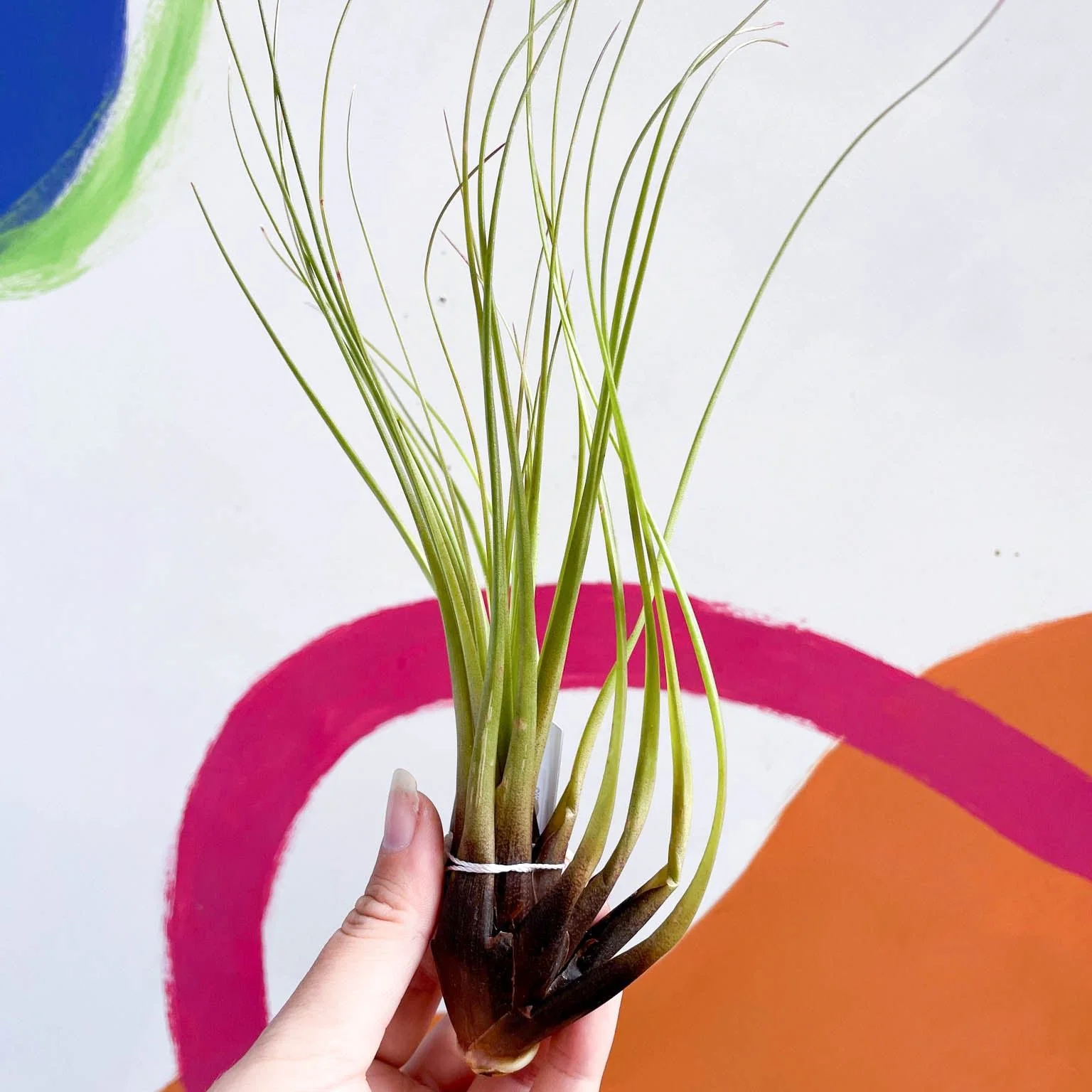 Tillandsia melanocrater - Air Plant - Image 3