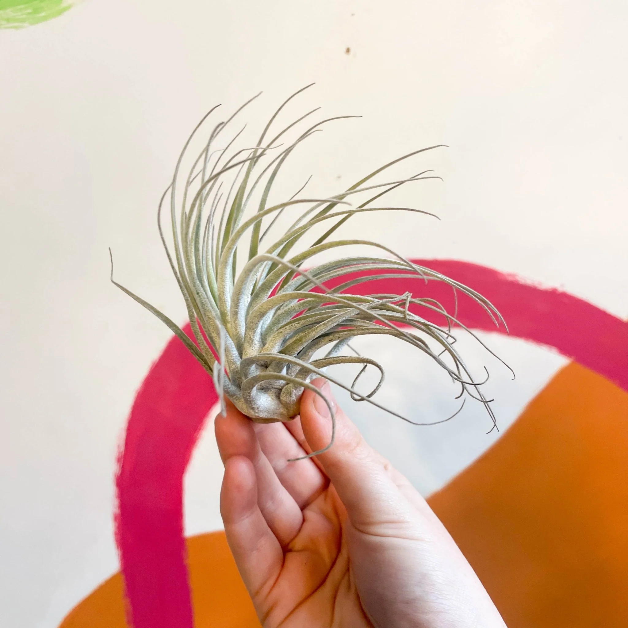 Tillandsia oaxacana - Air Plant