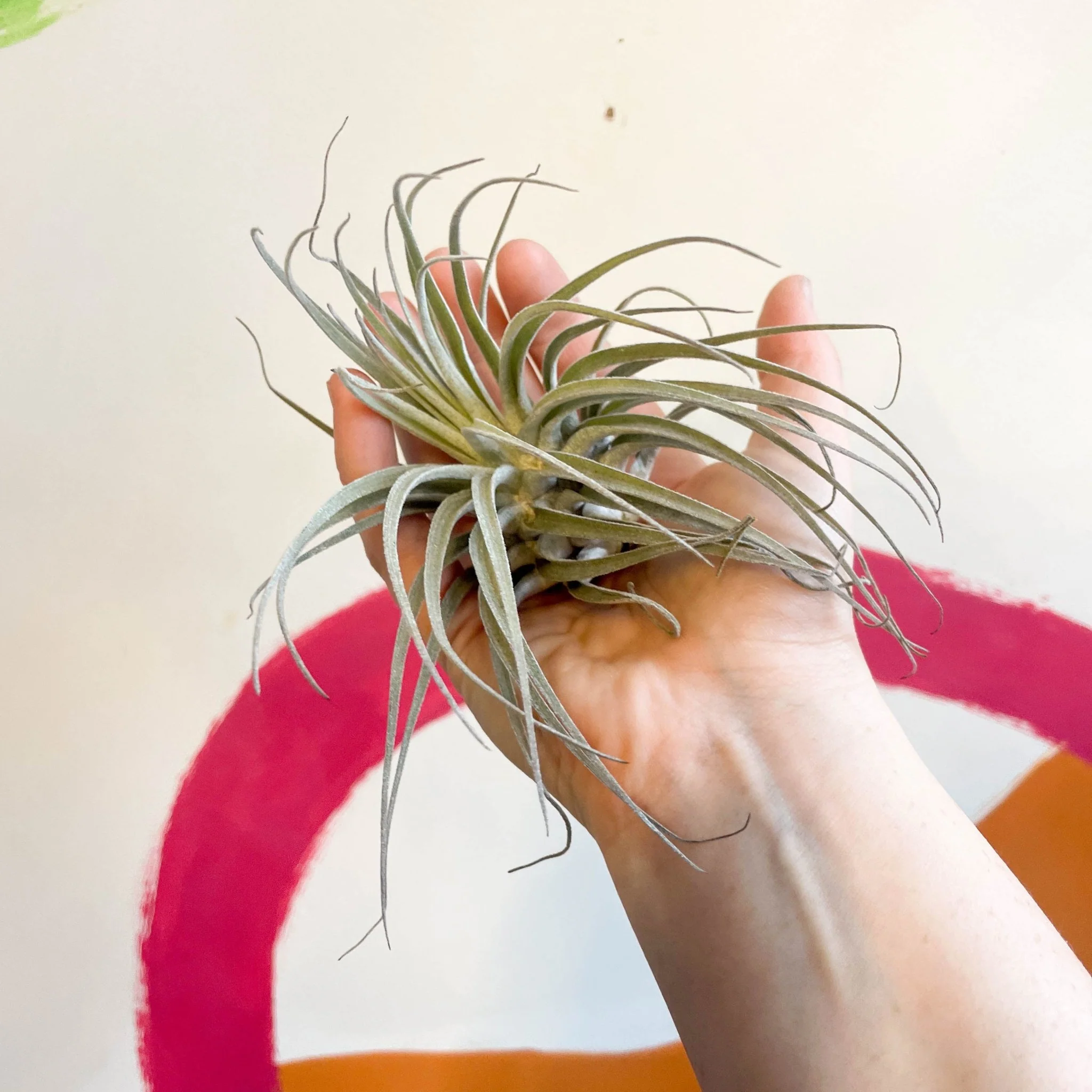 Tillandsia oaxacana - Air Plant - Image 2