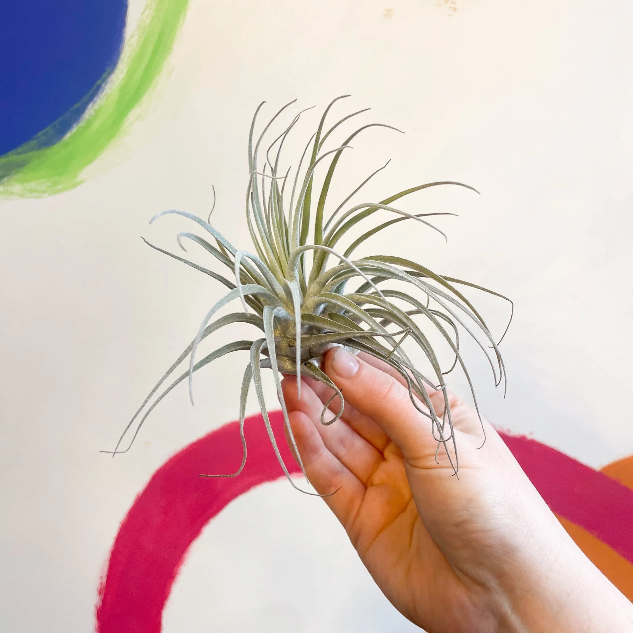 Tillandsia oaxacana - Air Plant - Image 3