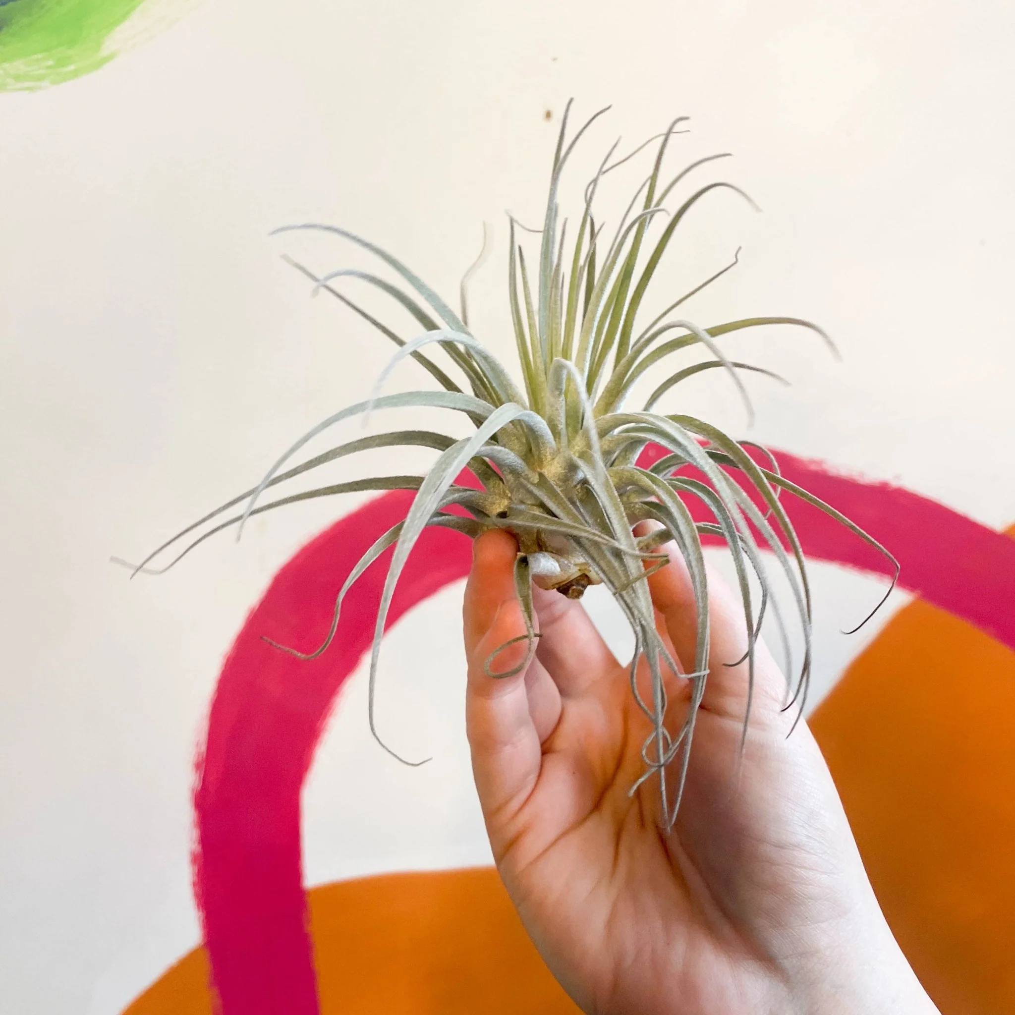 Tillandsia oaxacana - Air Plant - Image 4