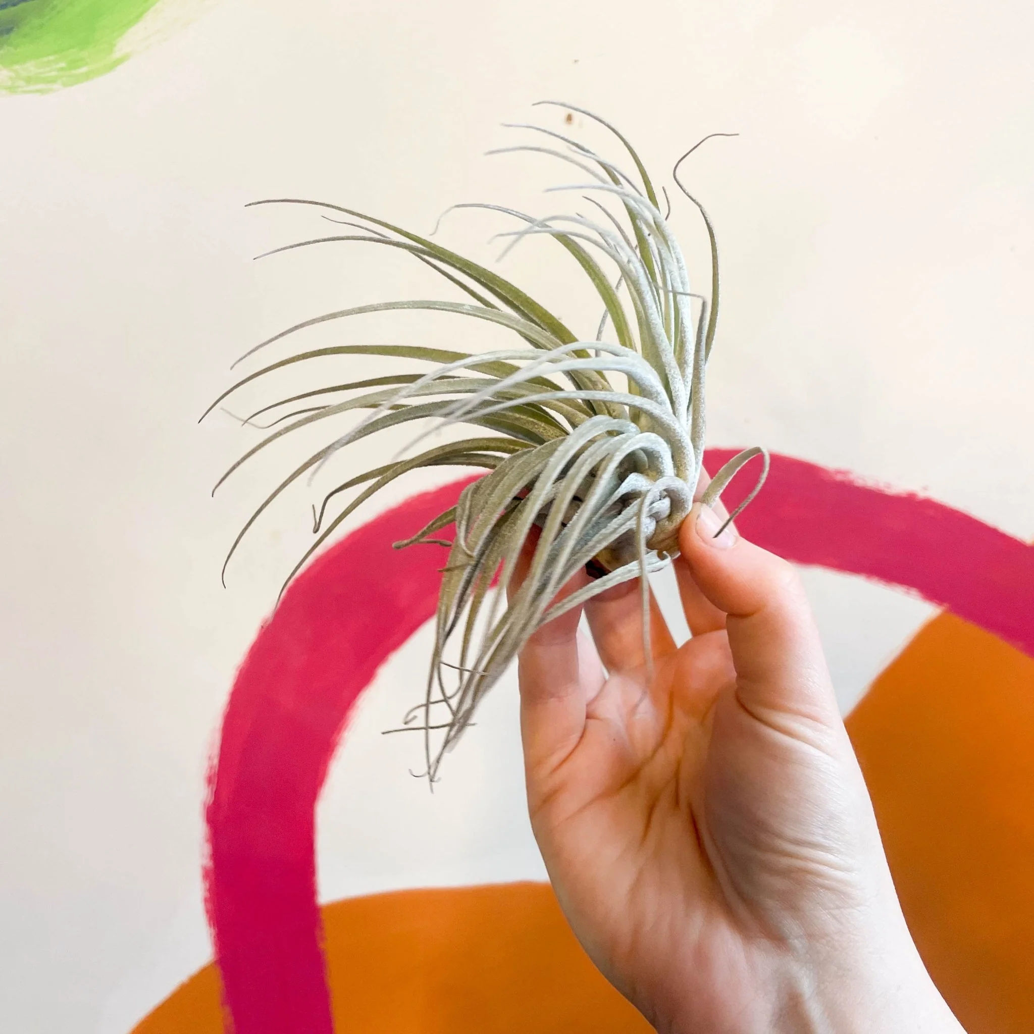 Tillandsia oaxacana - Air Plant - Image 5