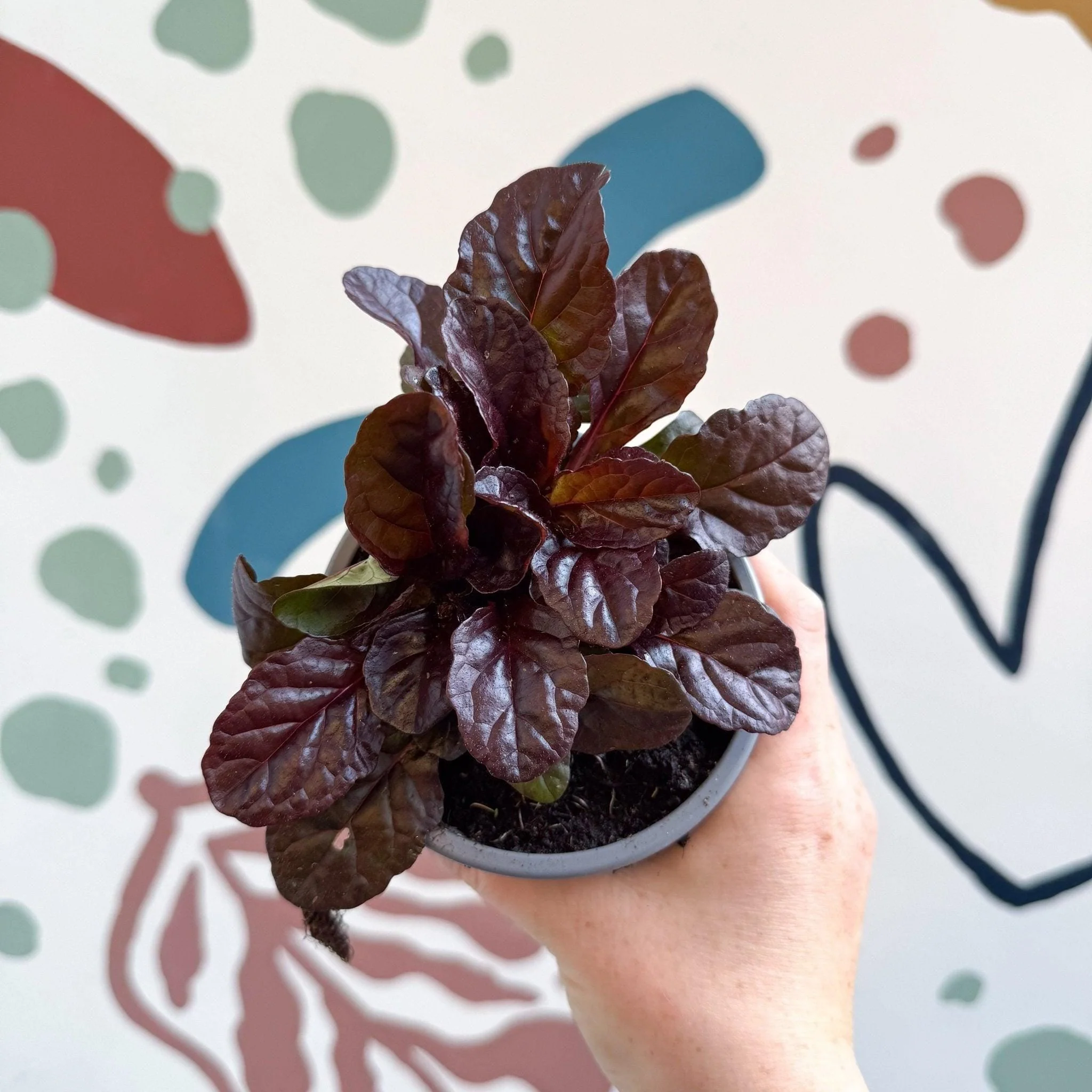 Ajuga reptans 'Braunherz' - British Grown
