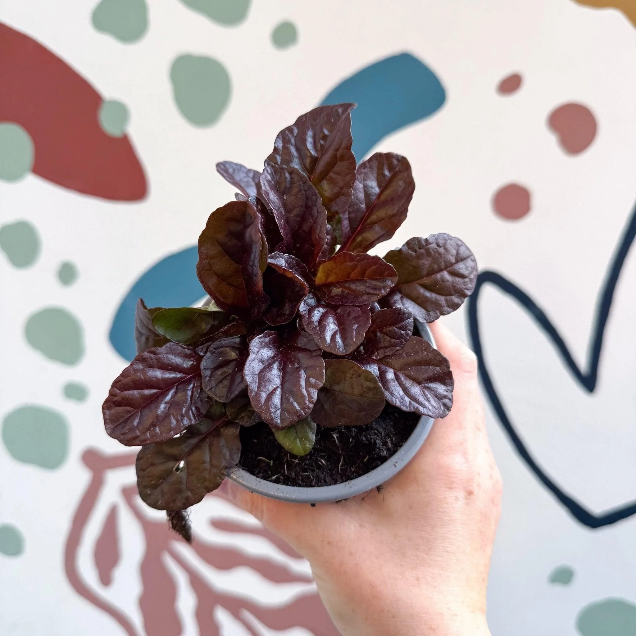 Ajuga reptans 'Braunherz' - British Grown - Image 10