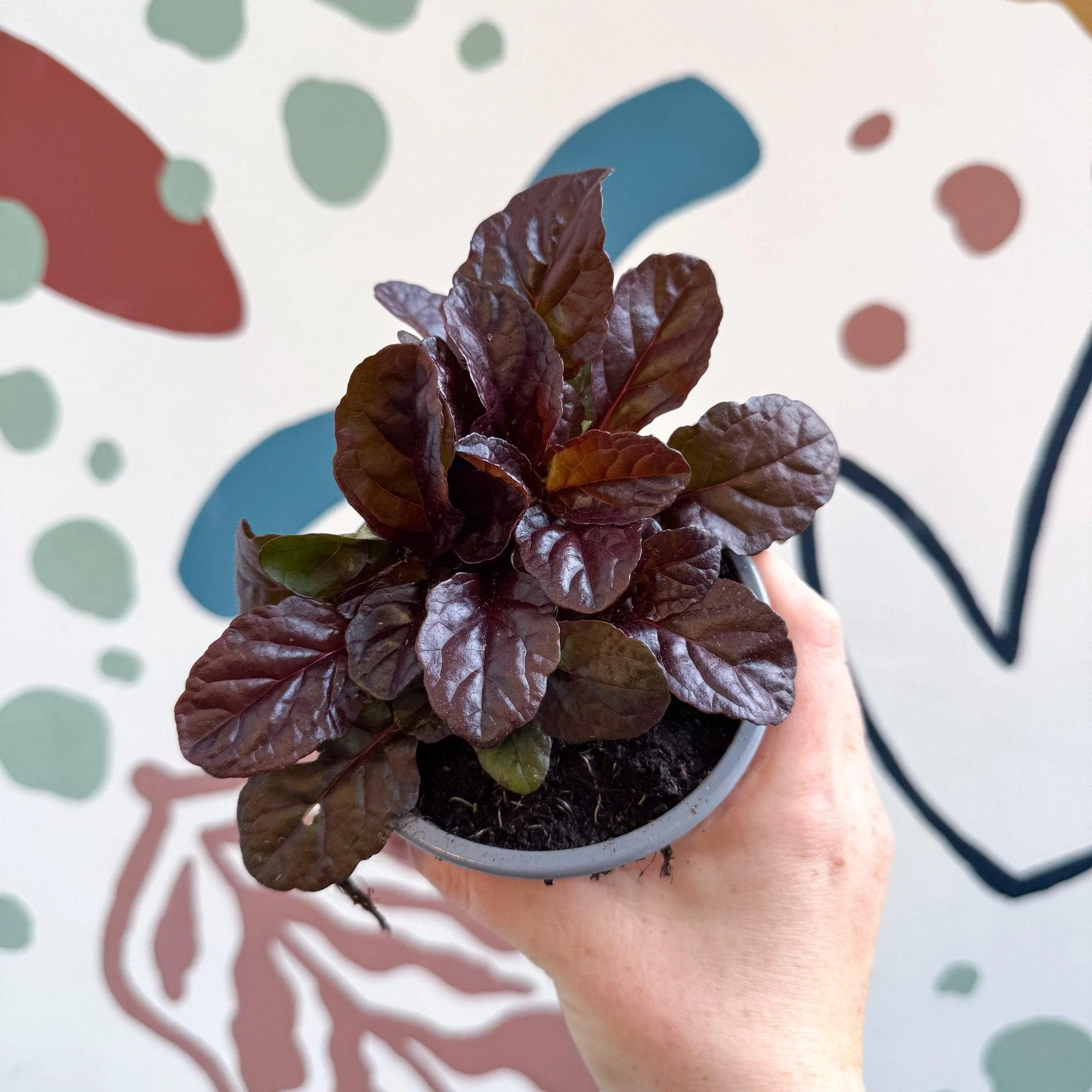 Ajuga reptans 'Braunherz' - British Grown - Image 2