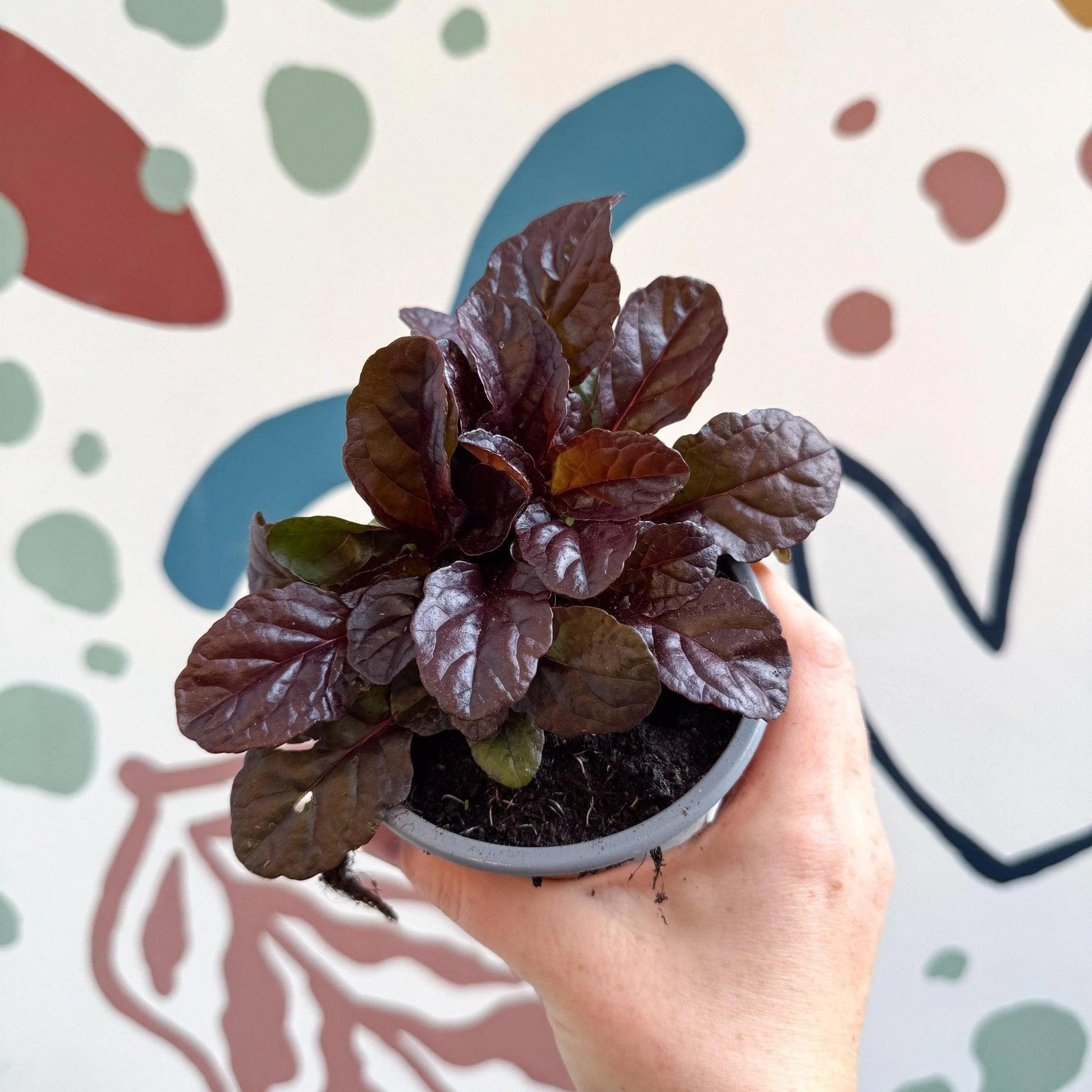 Ajuga reptans 'Braunherz' - British Grown - Image 3