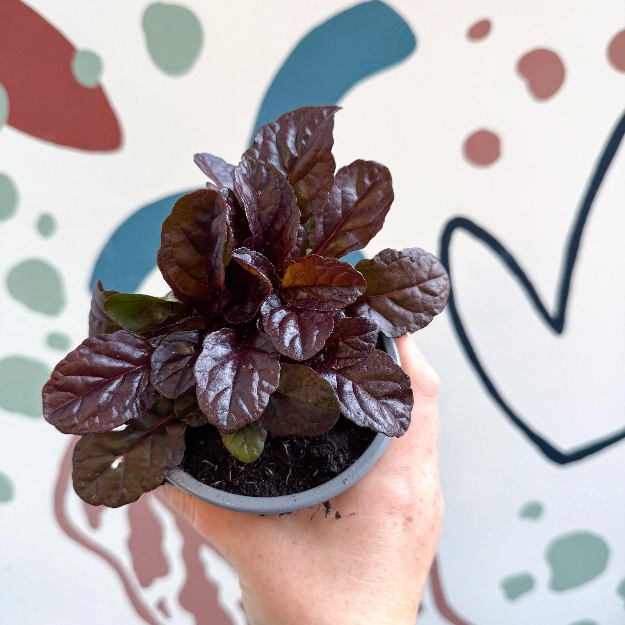Ajuga reptans 'Braunherz' - British Grown - Image 4