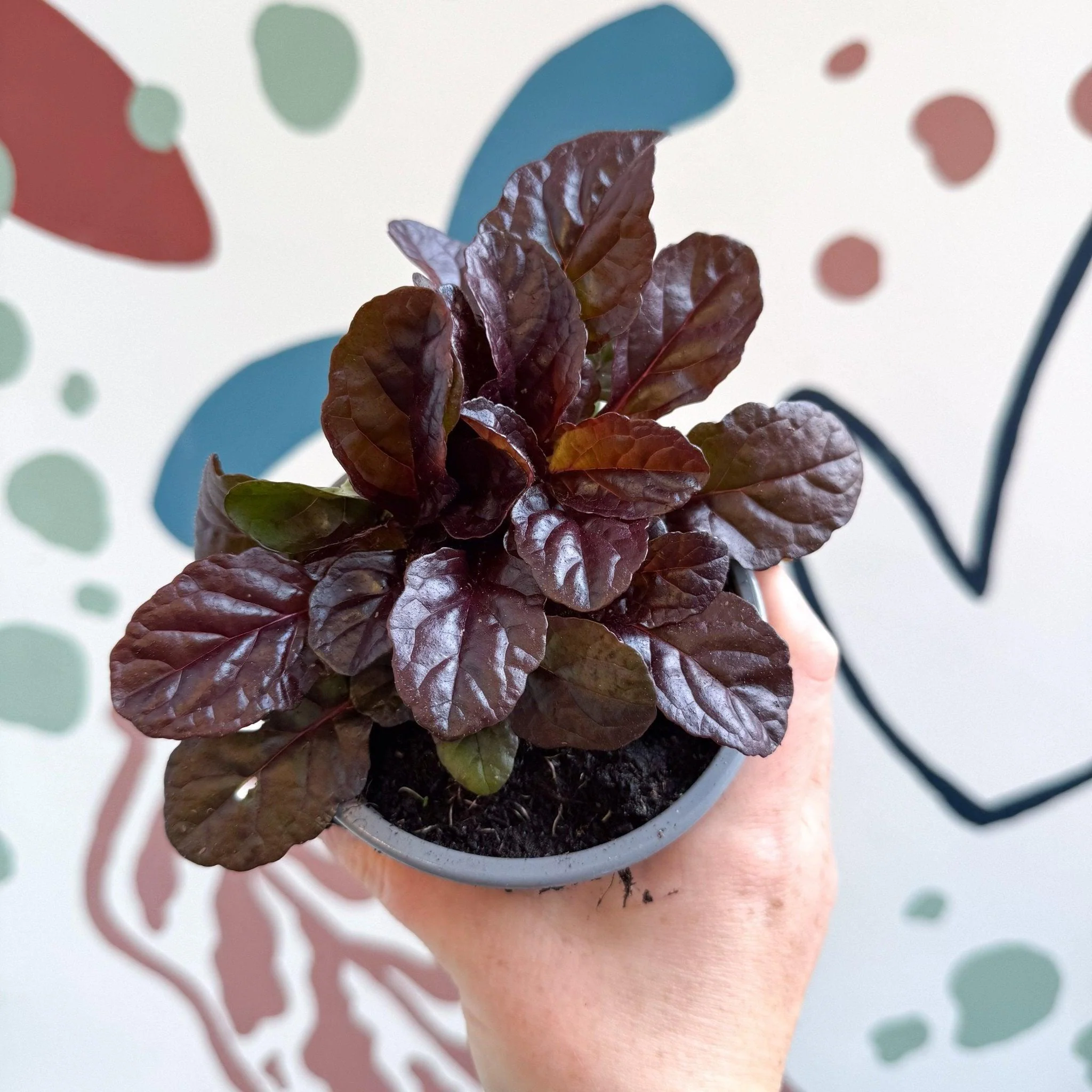 Ajuga reptans 'Braunherz' - British Grown - Image 5