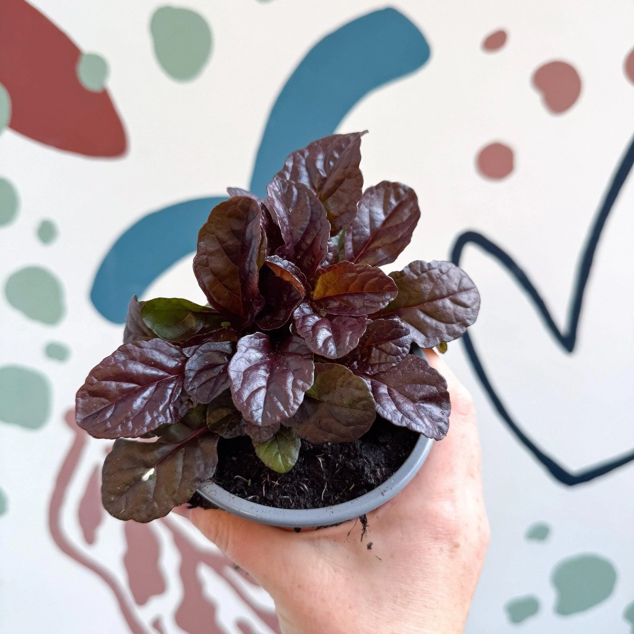 Ajuga reptans 'Braunherz' - British Grown - Image 6