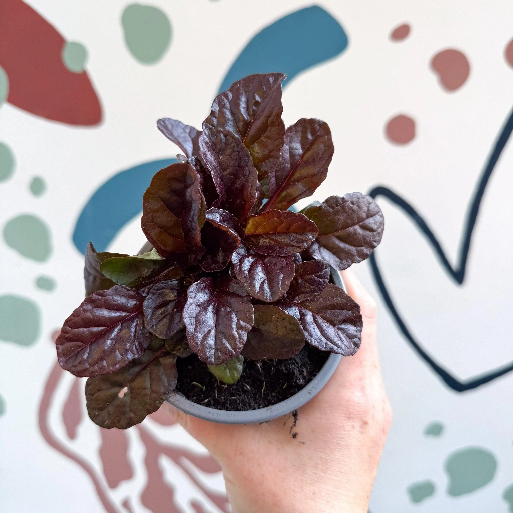 Ajuga reptans 'Braunherz' - British Grown - Image 7