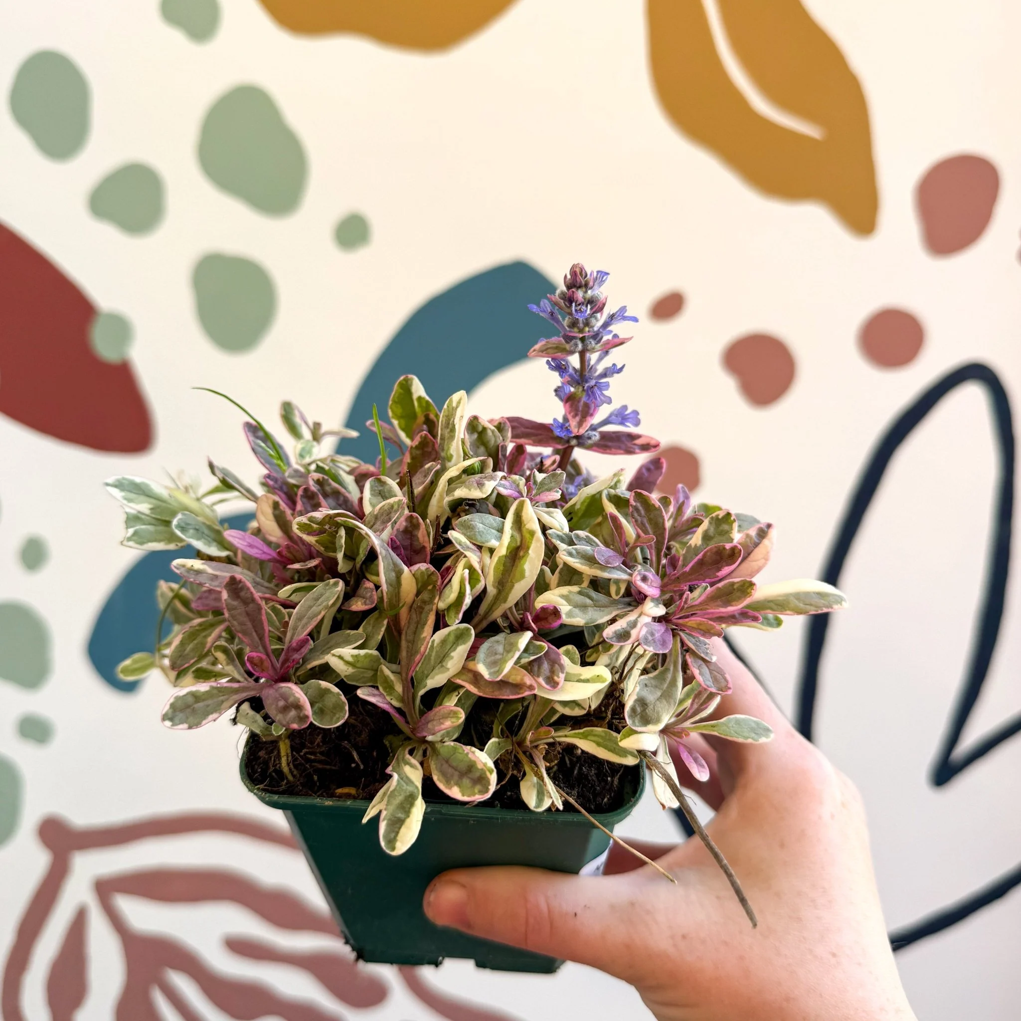 Ajuga reptans 'Golden Beauty' - British Grown - Image 6