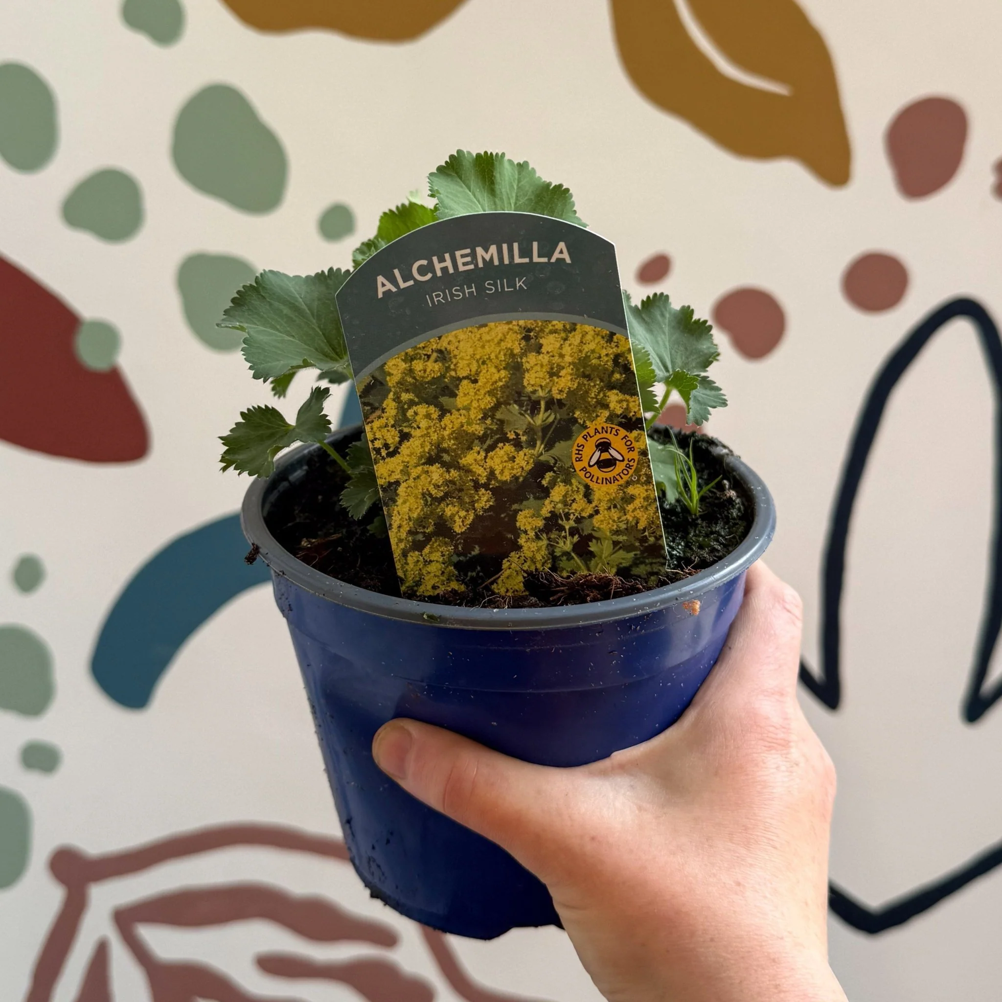 Alchemilla mollis ‘Irish Silk’ - Lady's Mantle - British Grown Herbaceous Perennial