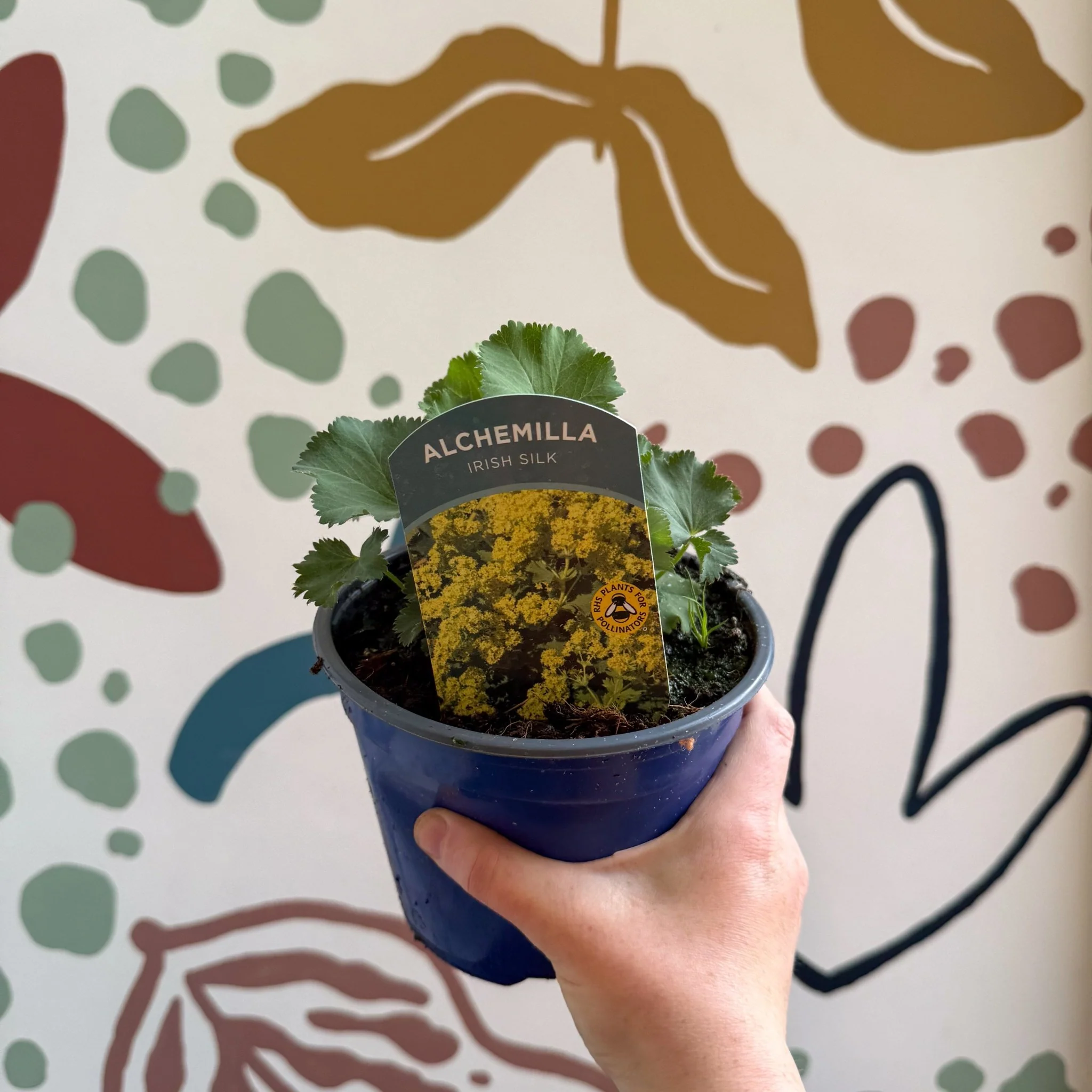 Alchemilla mollis ‘Irish Silk’ - Lady's Mantle - British Grown Herbaceous Perennial - Image 2