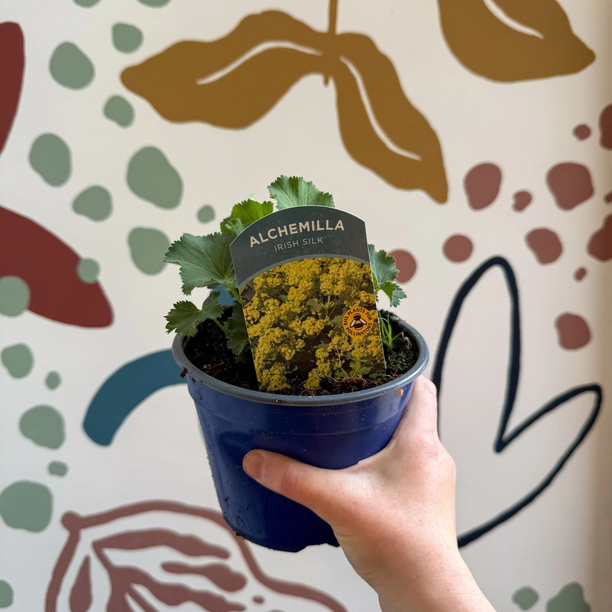 Alchemilla mollis ‘Irish Silk’ - Lady's Mantle - British Grown Herbaceous Perennial - Image 3