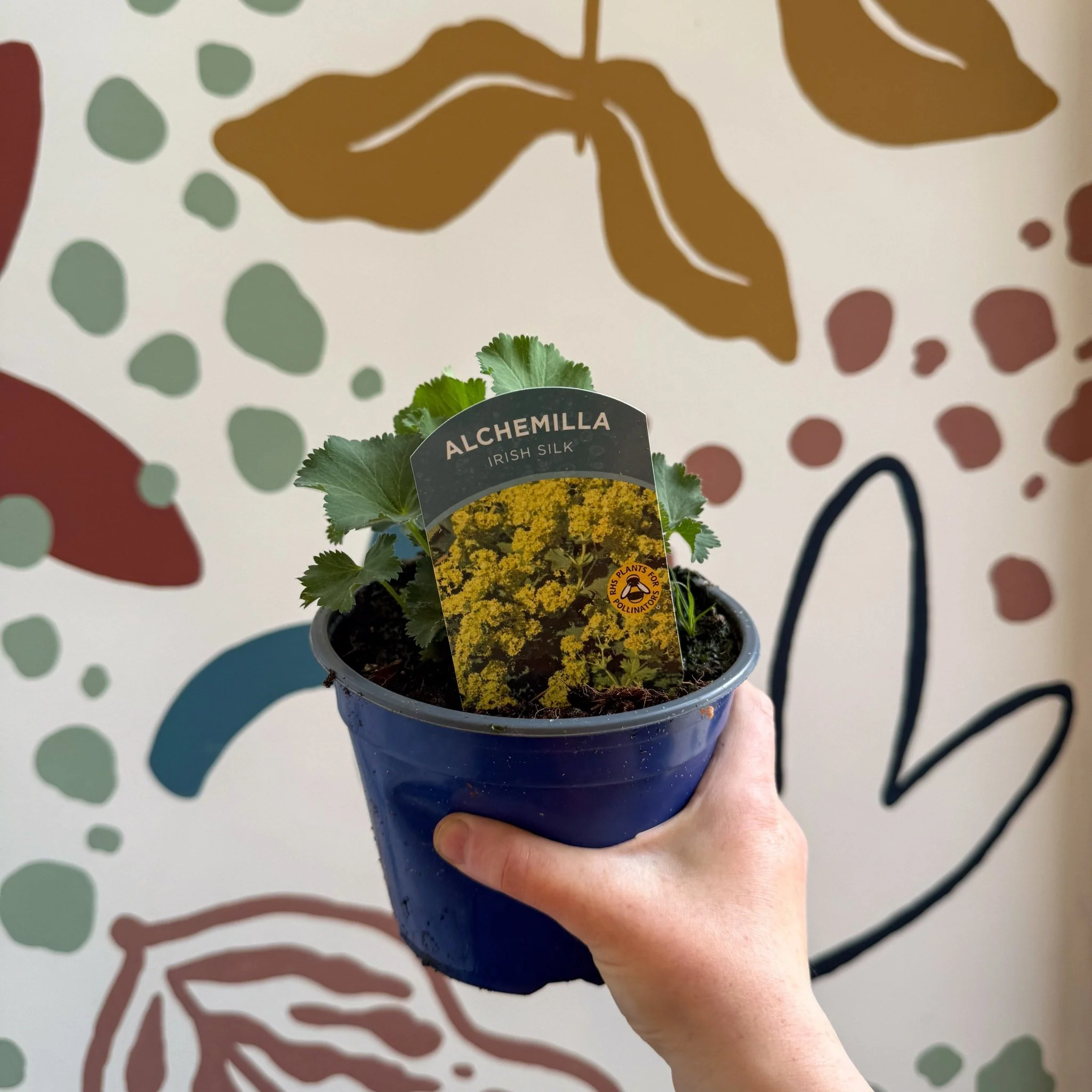 Alchemilla mollis ‘Irish Silk’ - Lady's Mantle - British Grown Herbaceous Perennial - Image 4