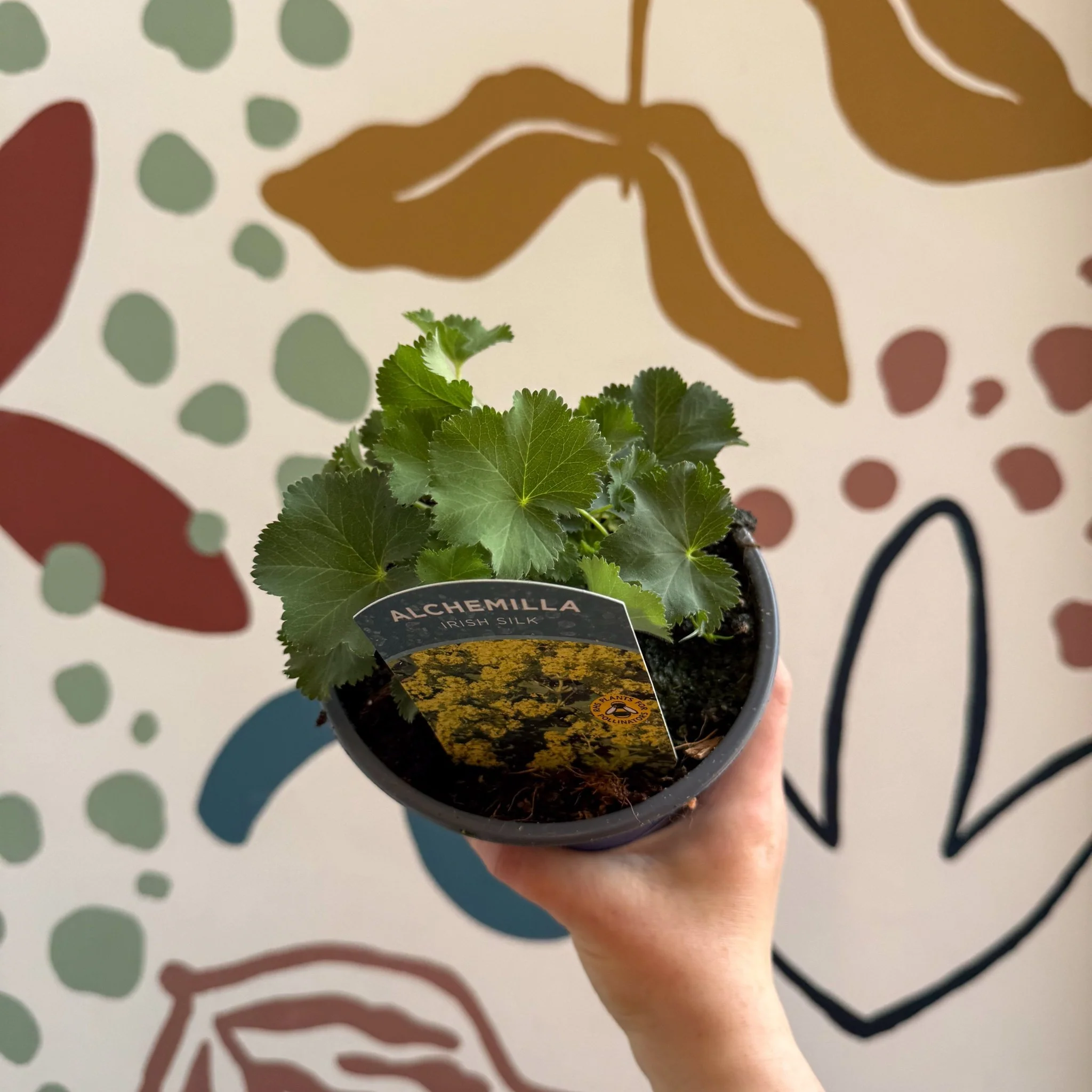Alchemilla mollis ‘Irish Silk’ - Lady's Mantle - British Grown Herbaceous Perennial - Image 5