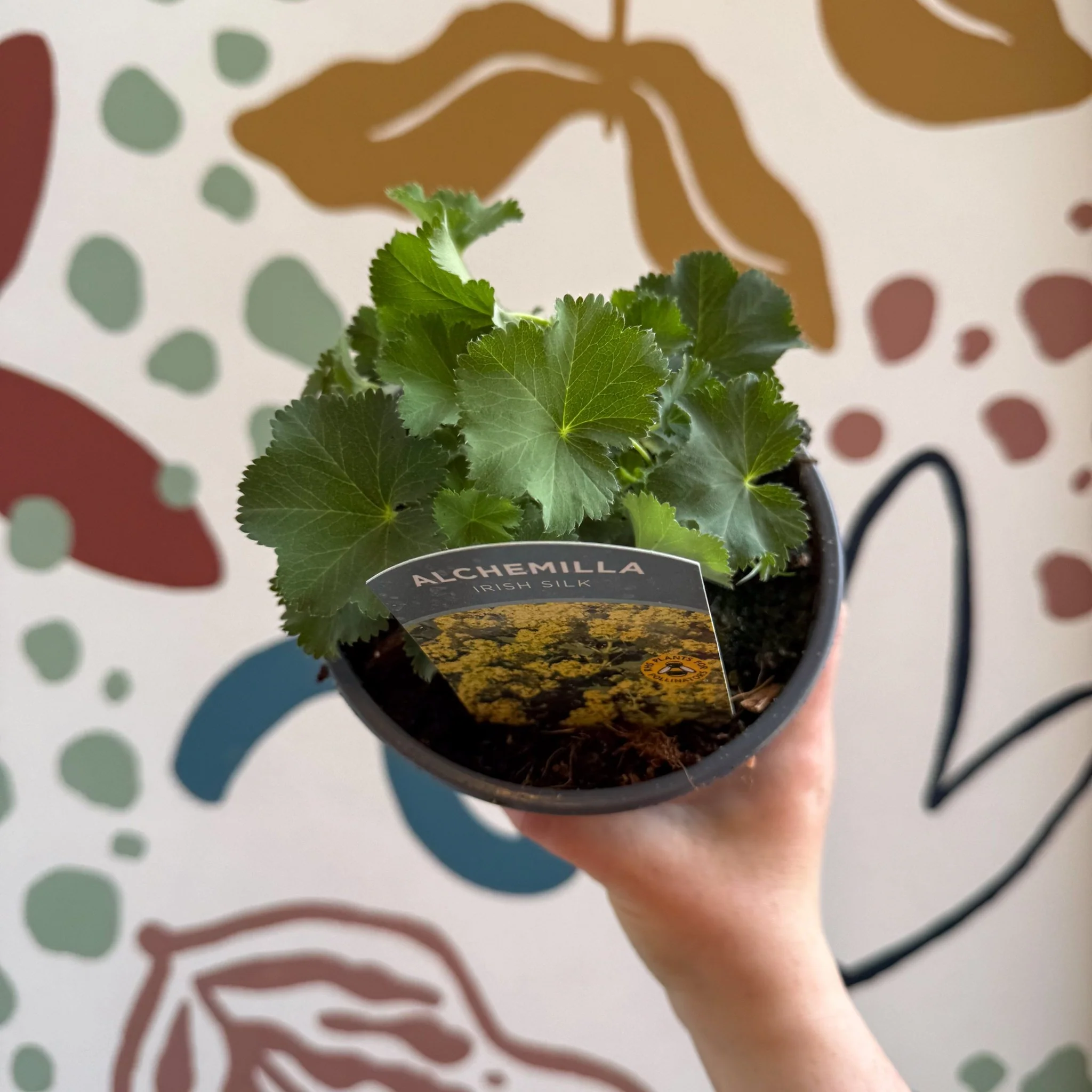 Alchemilla mollis ‘Irish Silk’ - Lady's Mantle - British Grown Herbaceous Perennial - Image 6
