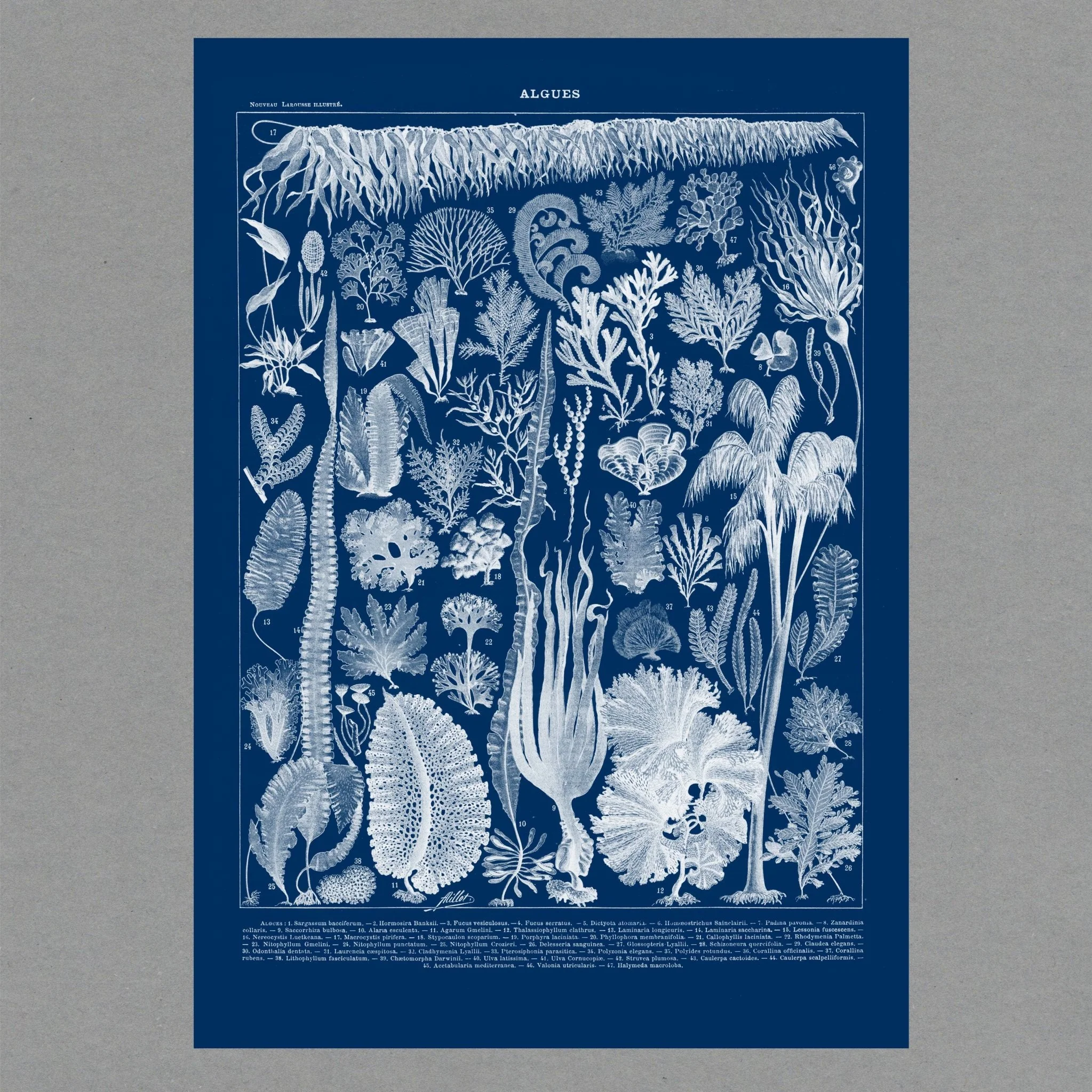 Algae Cyanotype Portrait Print