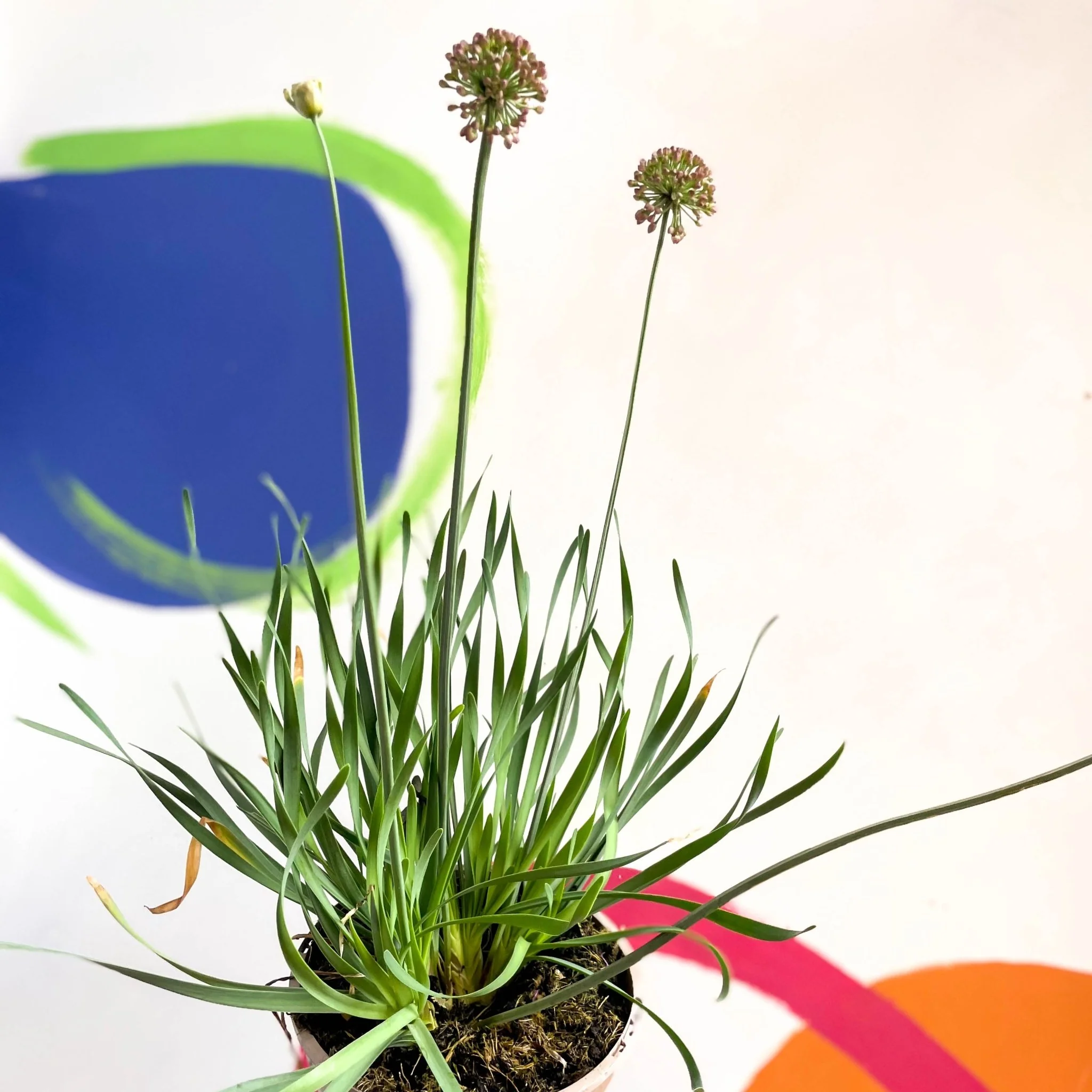 Allium senescens 'Serendipity' - Cotswold Grown Perennial