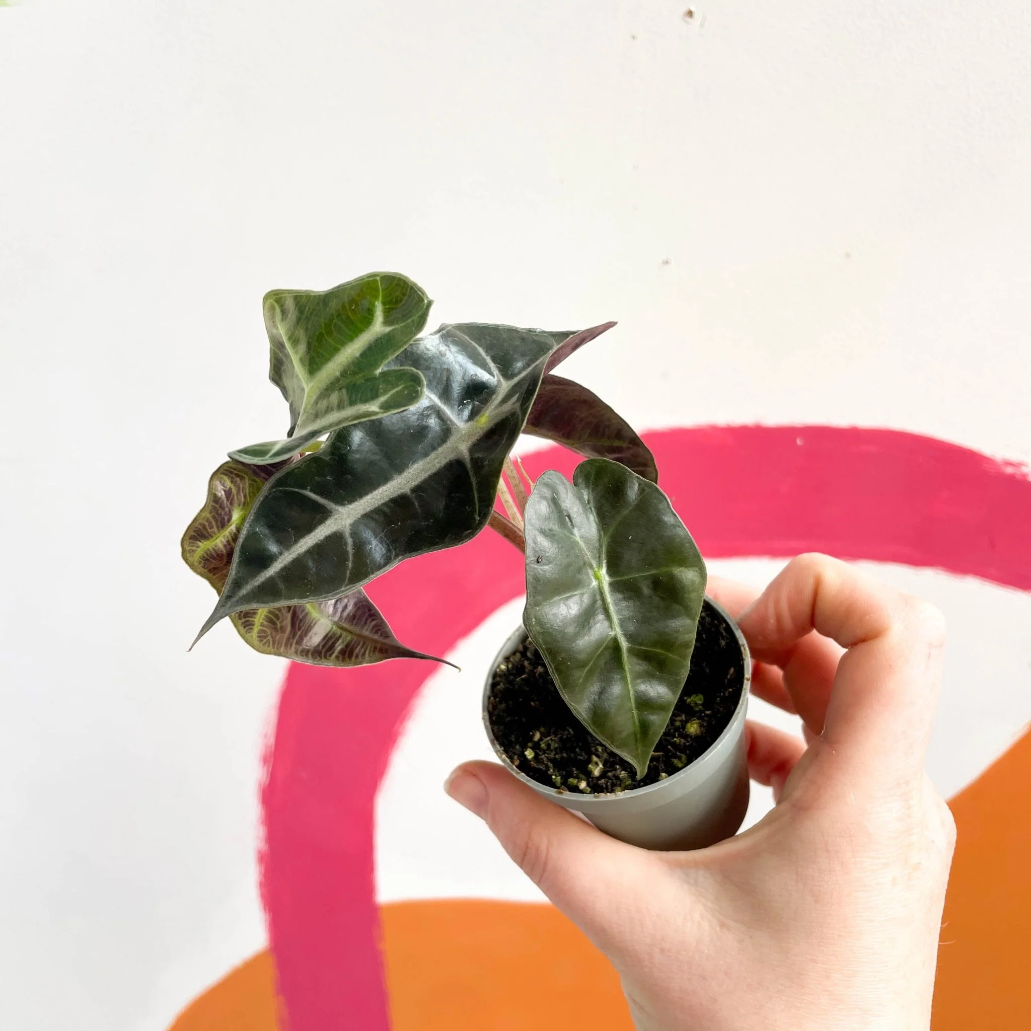 Alocasia amazonica 'Curly Bambino' - Image 4