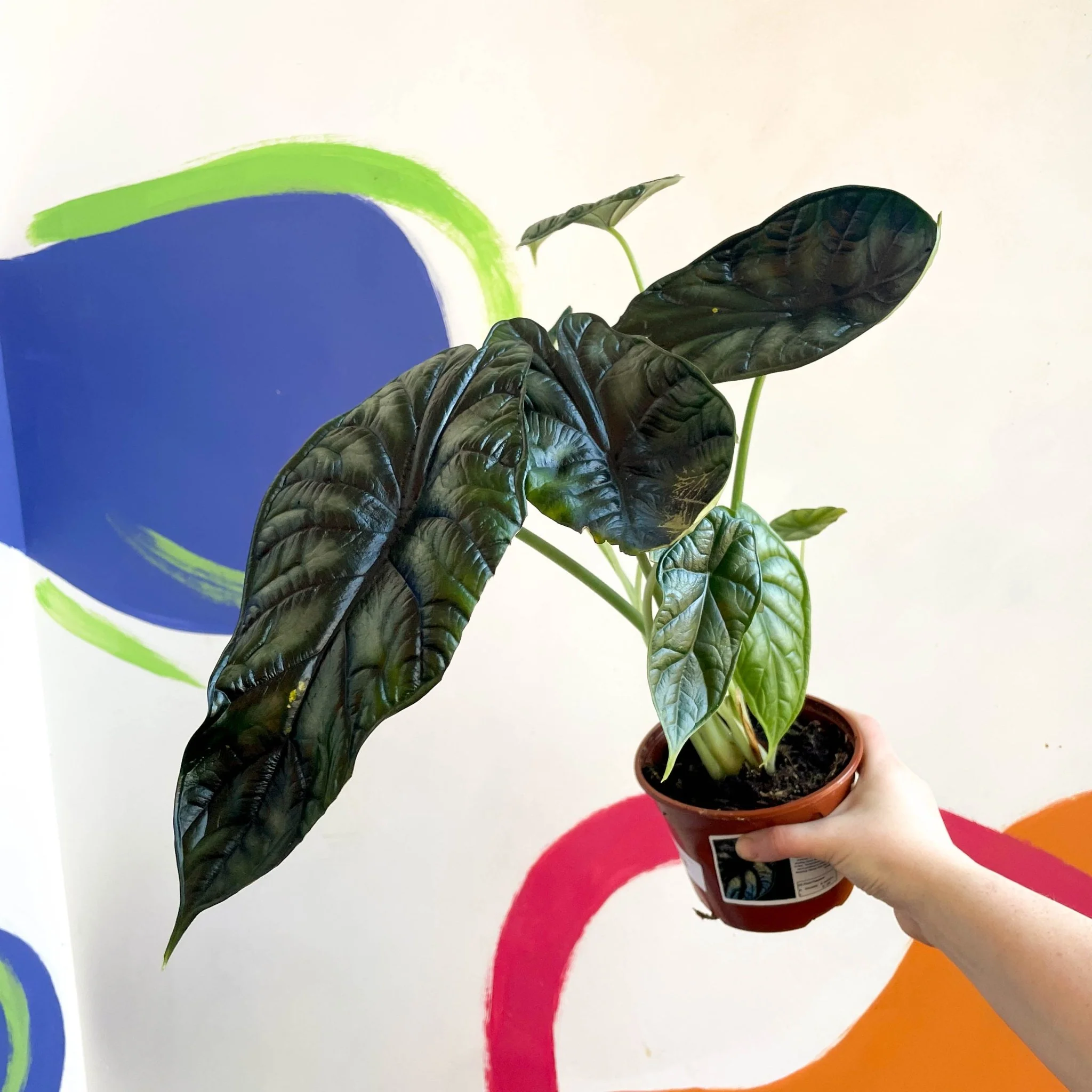Alocasia baginda 'Dragon Scale' - British Grown