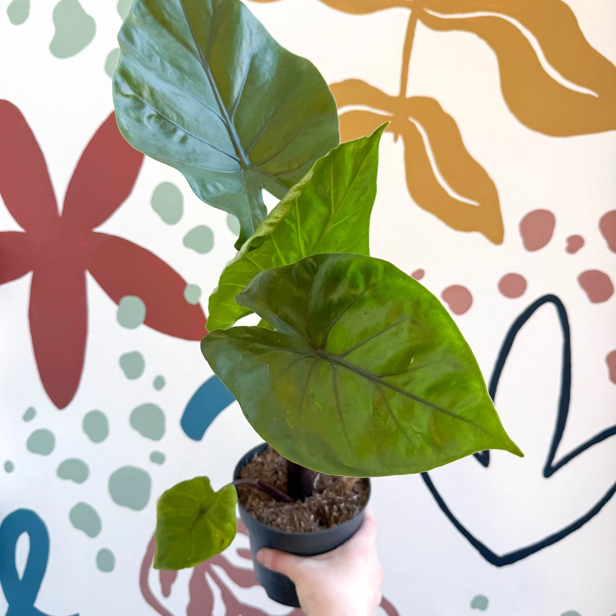 Alocasia ‘Black Cobra’ – Black Jewel Elephant Ear - Image 10