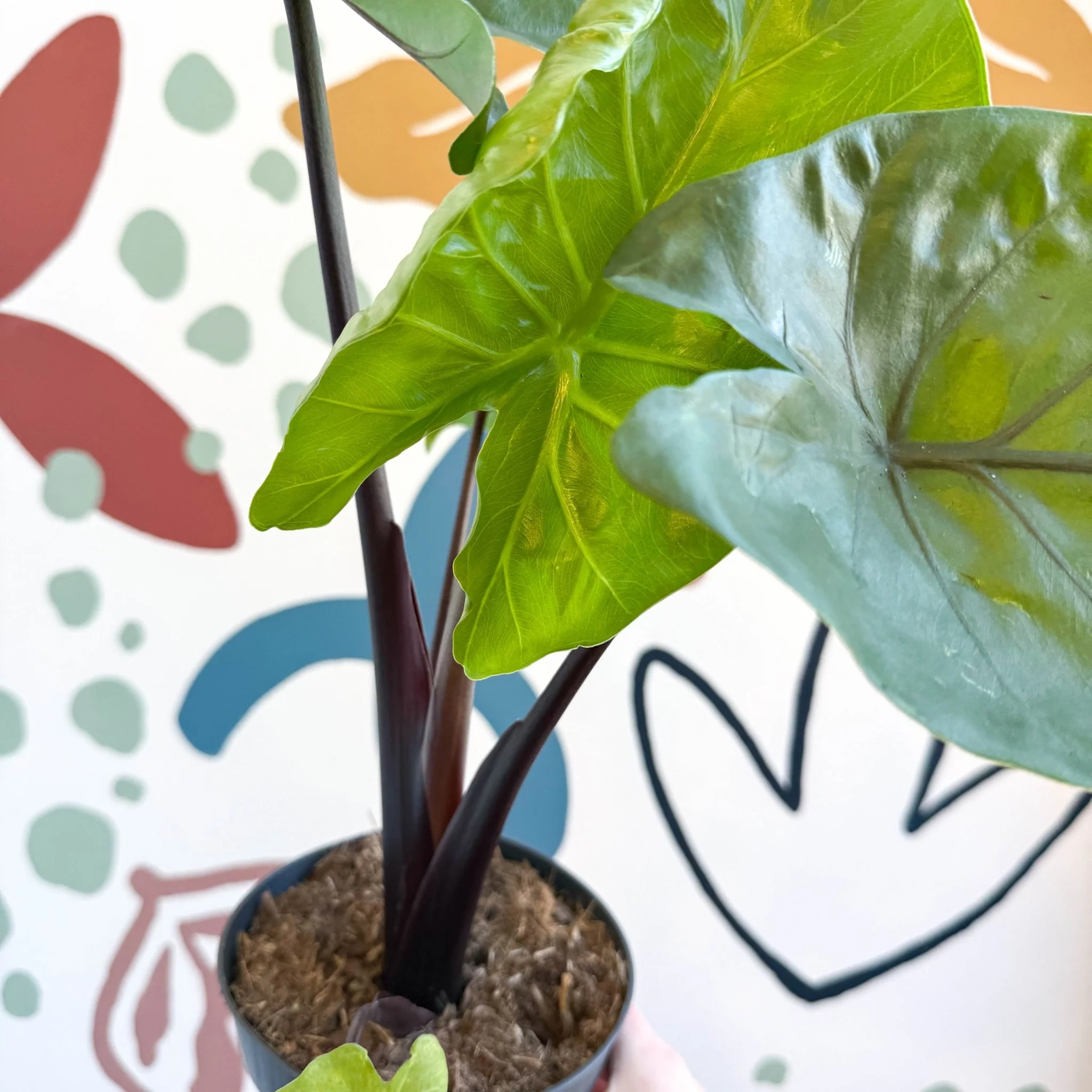 Alocasia ‘Black Cobra’ – Black Jewel Elephant Ear - Image 11