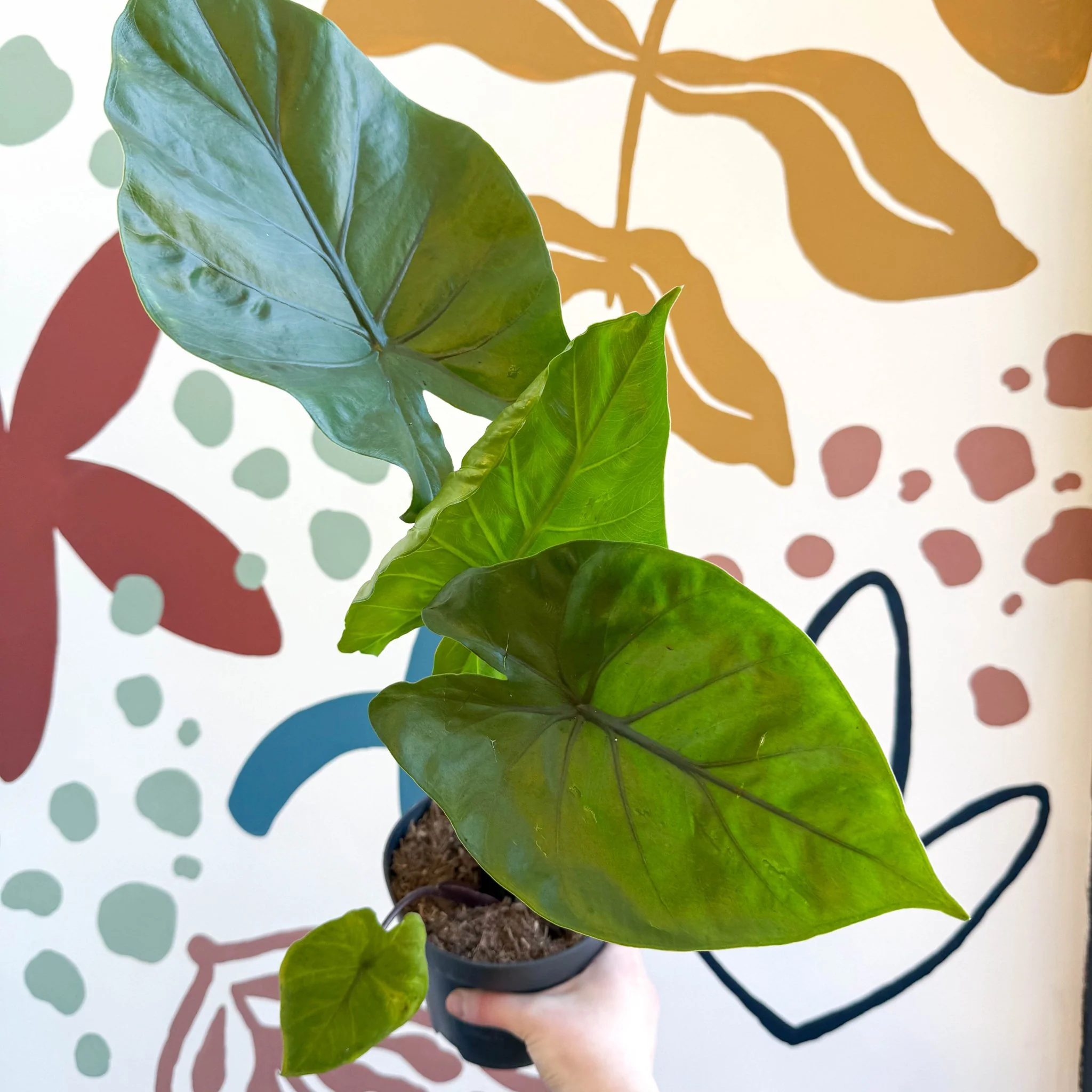 Alocasia ‘Black Cobra’ – Black Jewel Elephant Ear - Image 12