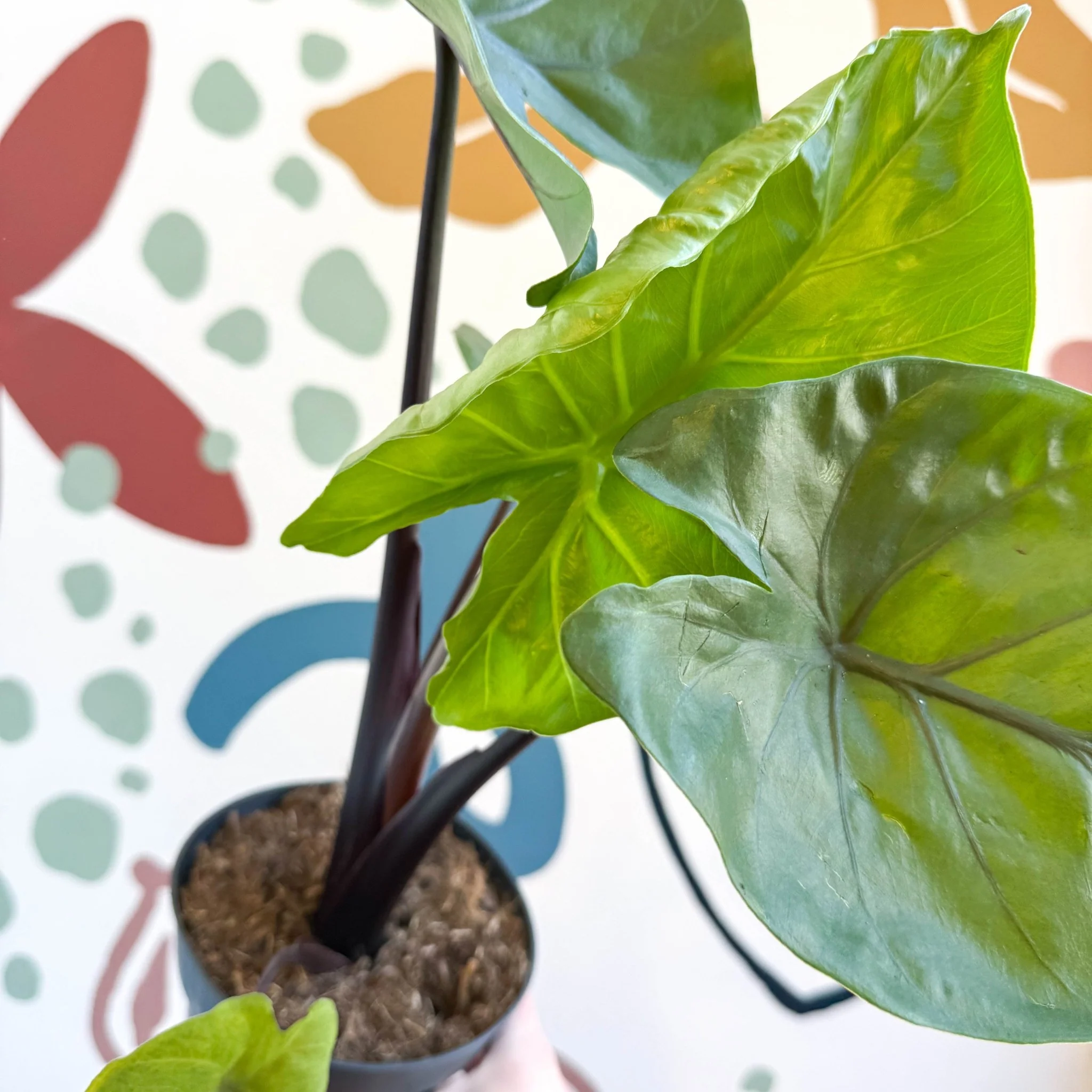 Alocasia ‘Black Cobra’ – Black Jewel Elephant Ear - Image 2