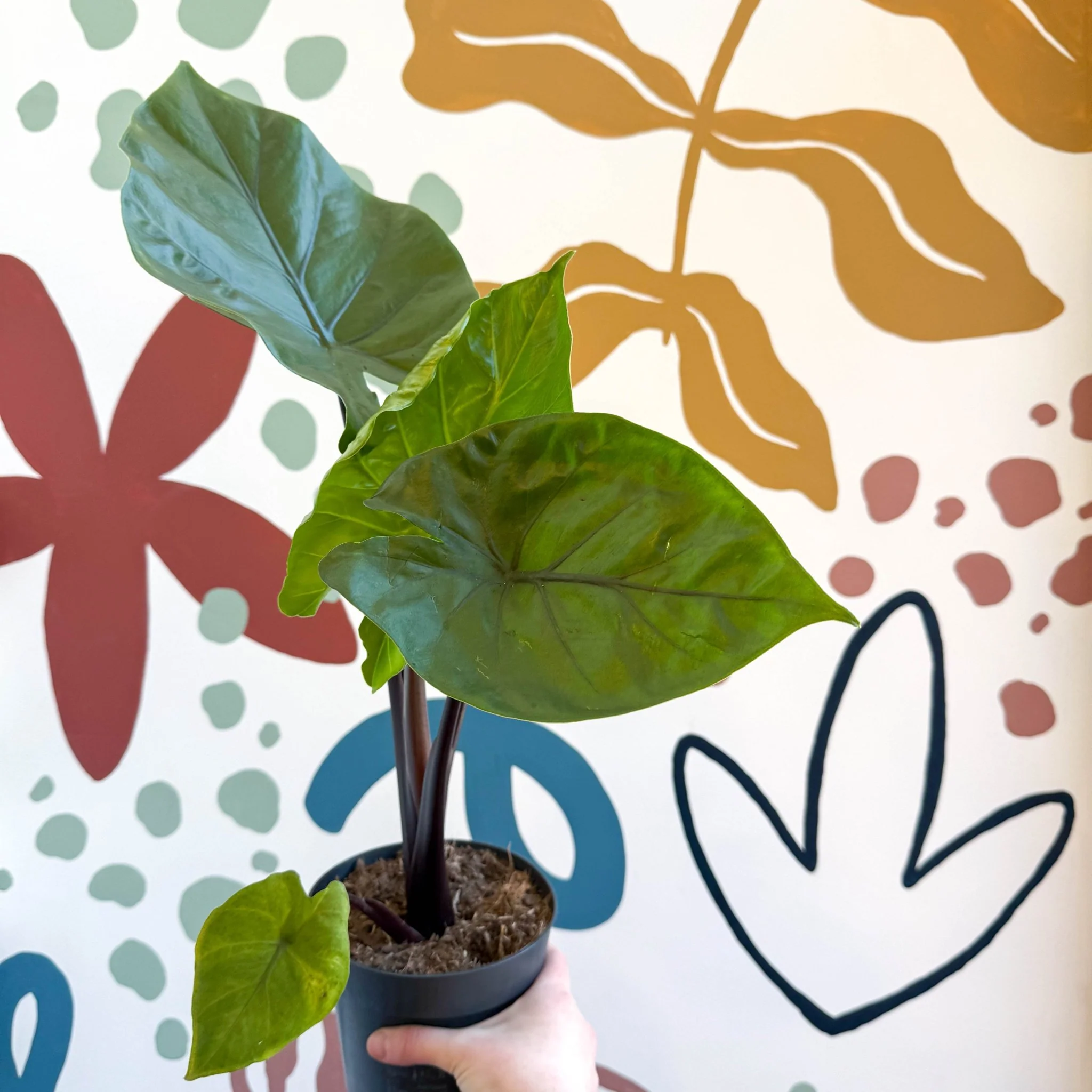 Alocasia ‘Black Cobra’ – Black Jewel Elephant Ear - Image 3