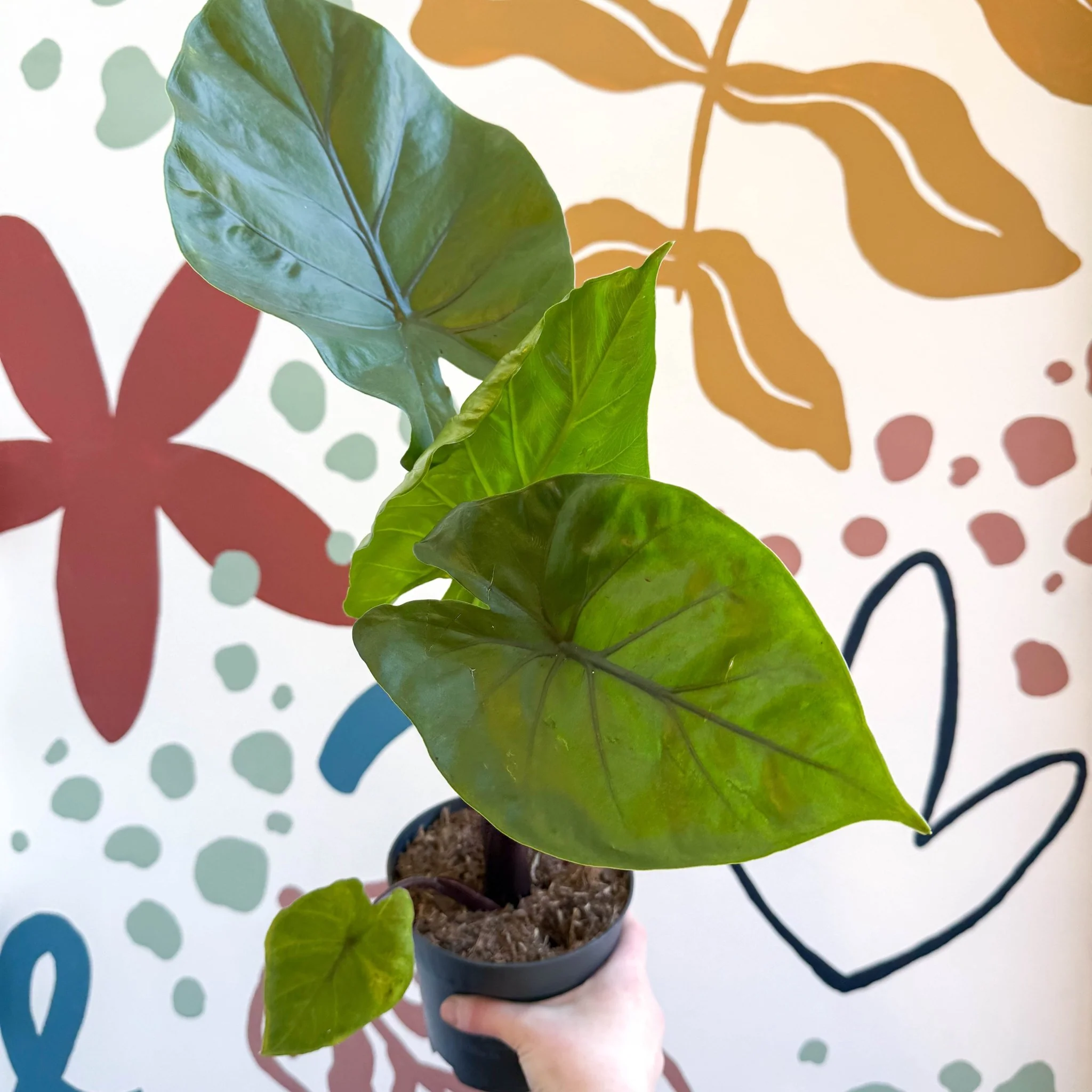 Alocasia ‘Black Cobra’ – Black Jewel Elephant Ear - Image 4