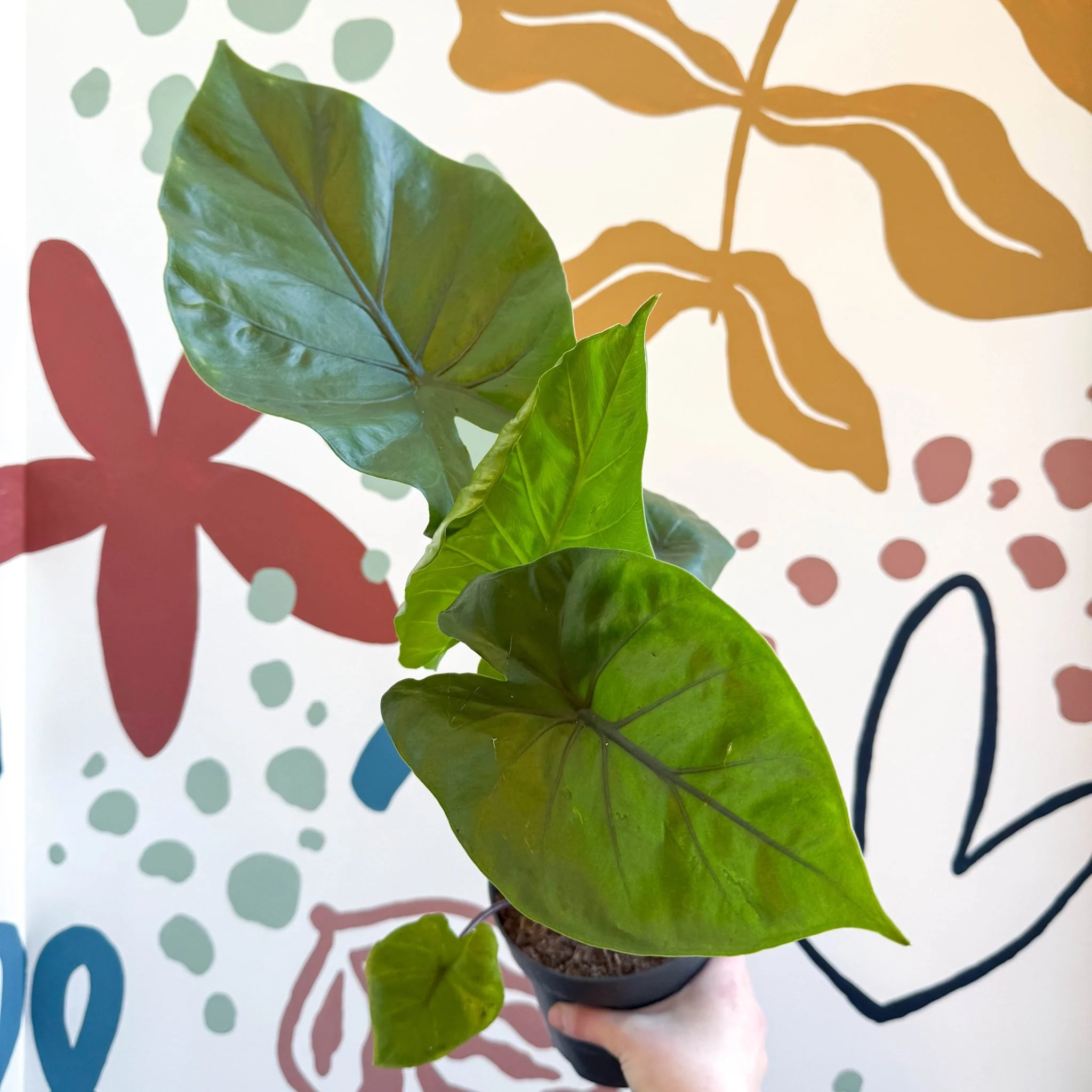 Alocasia ‘Black Cobra’ – Black Jewel Elephant Ear - Image 5