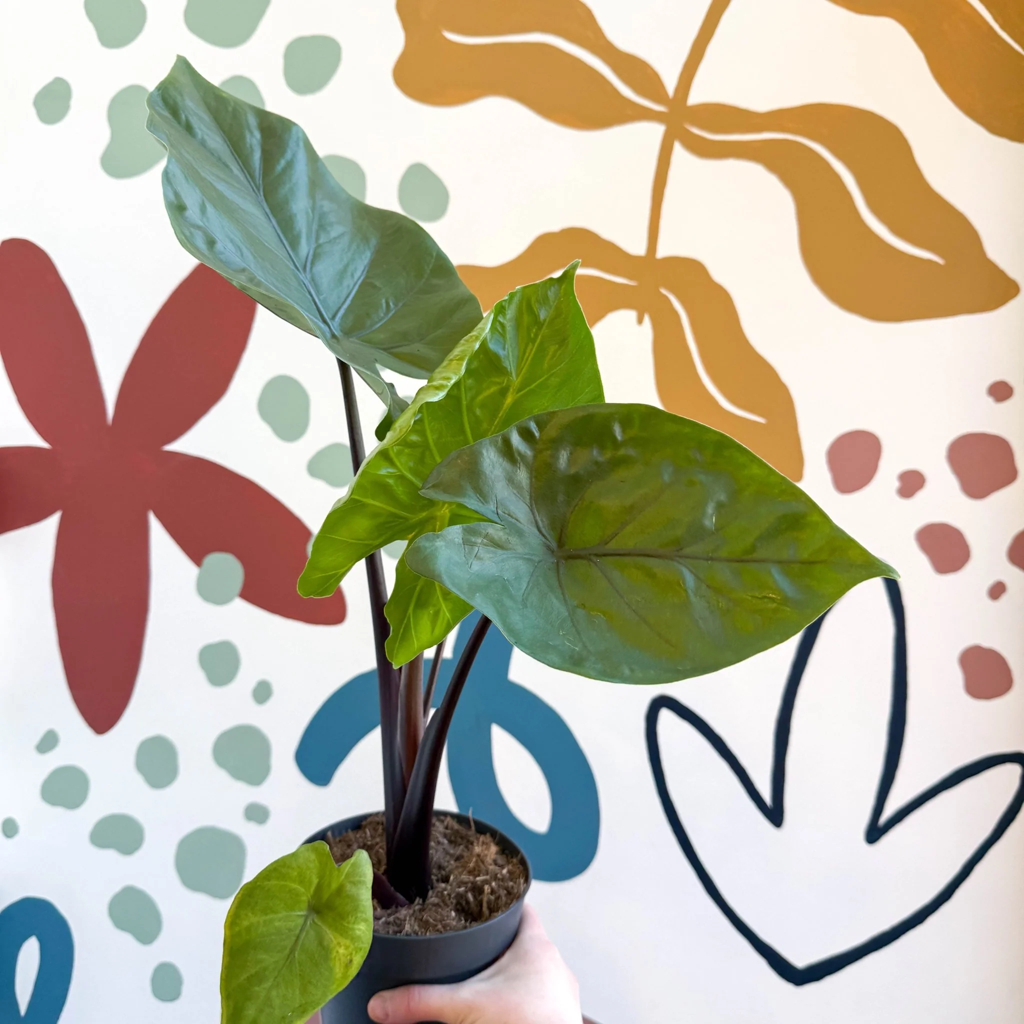 Alocasia ‘Black Cobra’ – Black Jewel Elephant Ear - Image 6