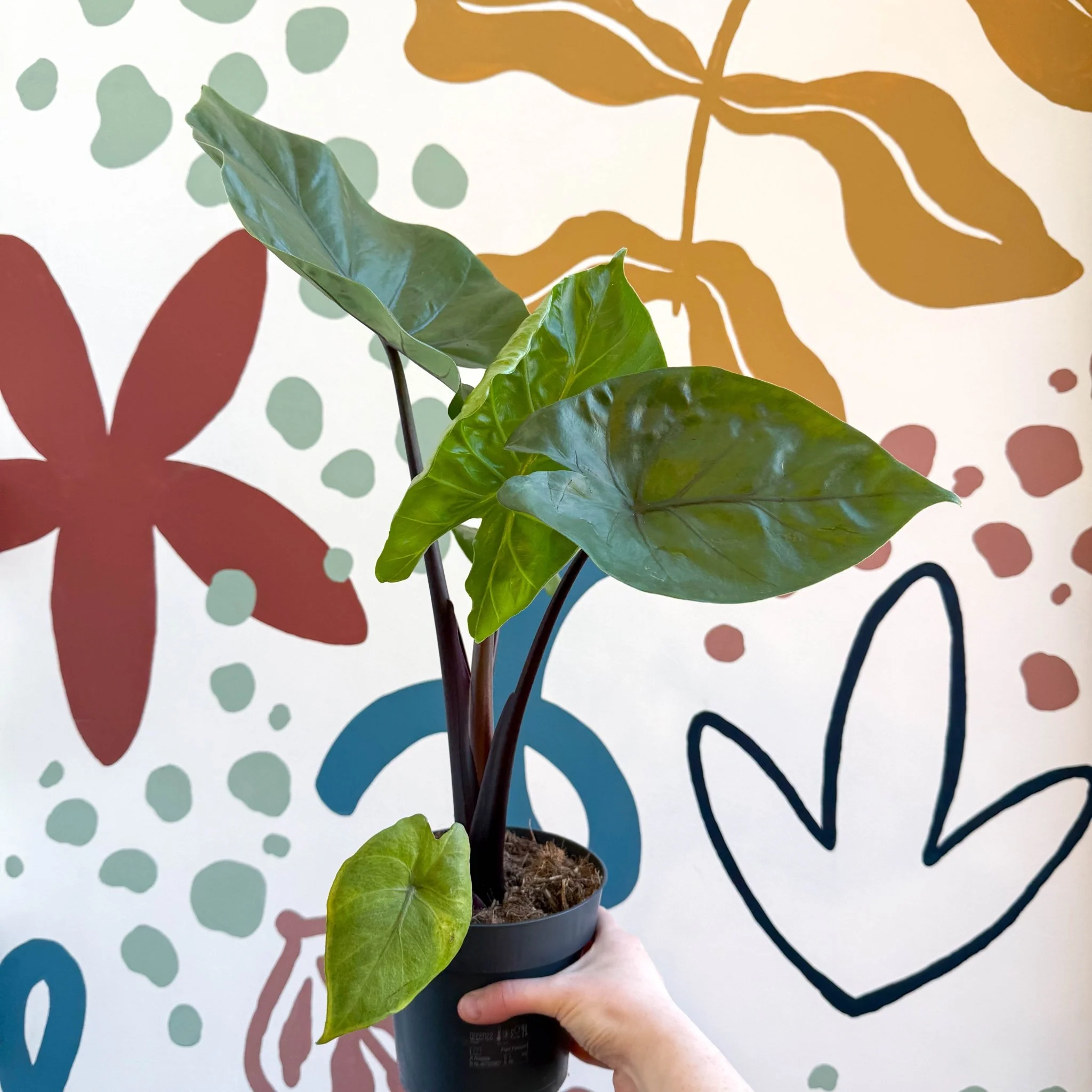 Alocasia ‘Black Cobra’ – Black Jewel Elephant Ear - Image 7