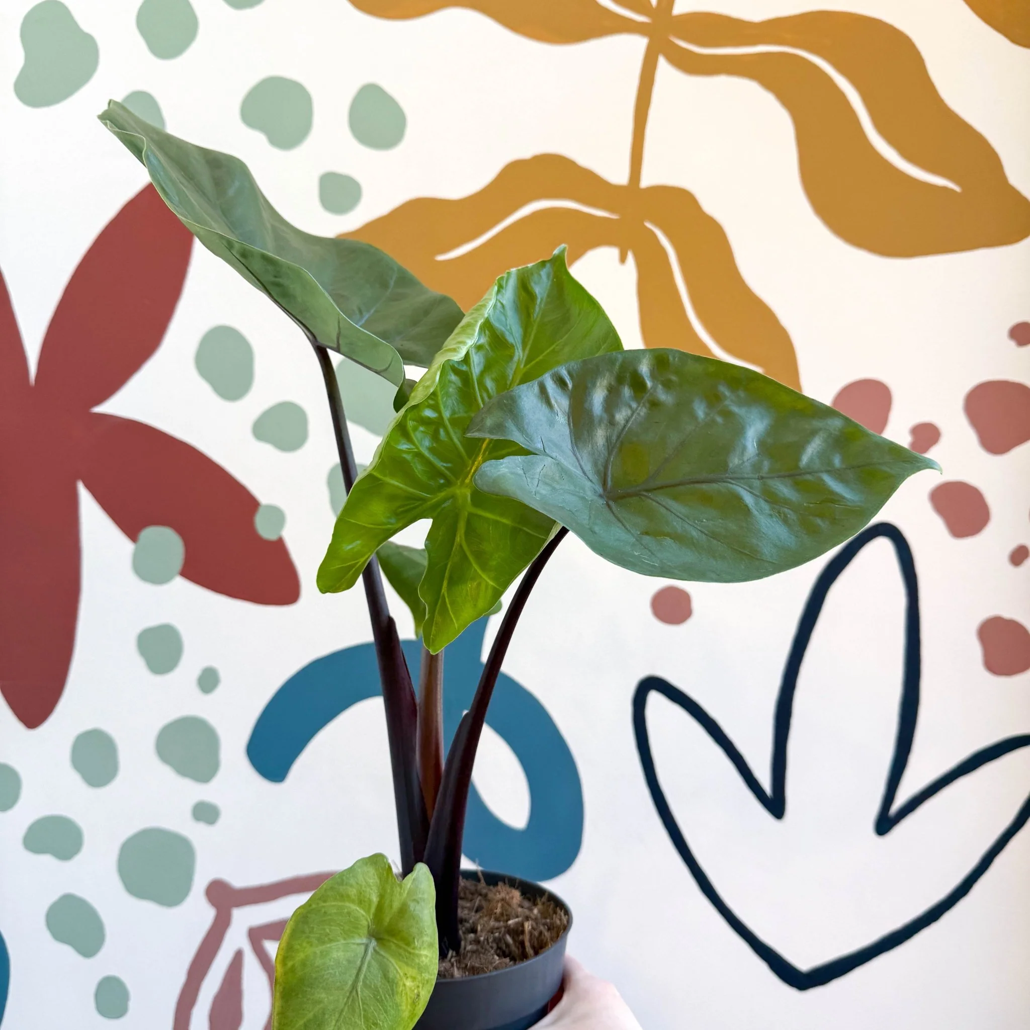 Alocasia ‘Black Cobra’ – Black Jewel Elephant Ear - Image 8