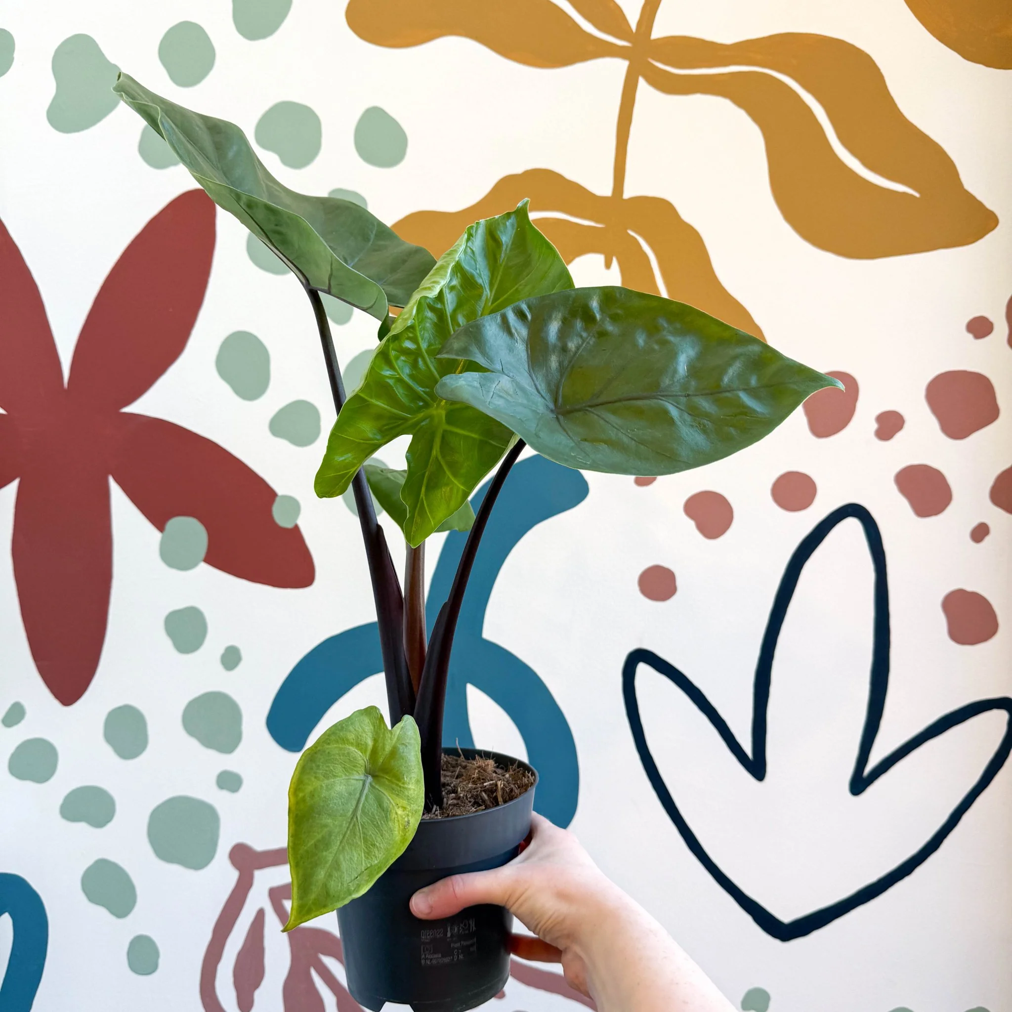 Alocasia ‘Black Cobra’ – Black Jewel Elephant Ear - Image 9