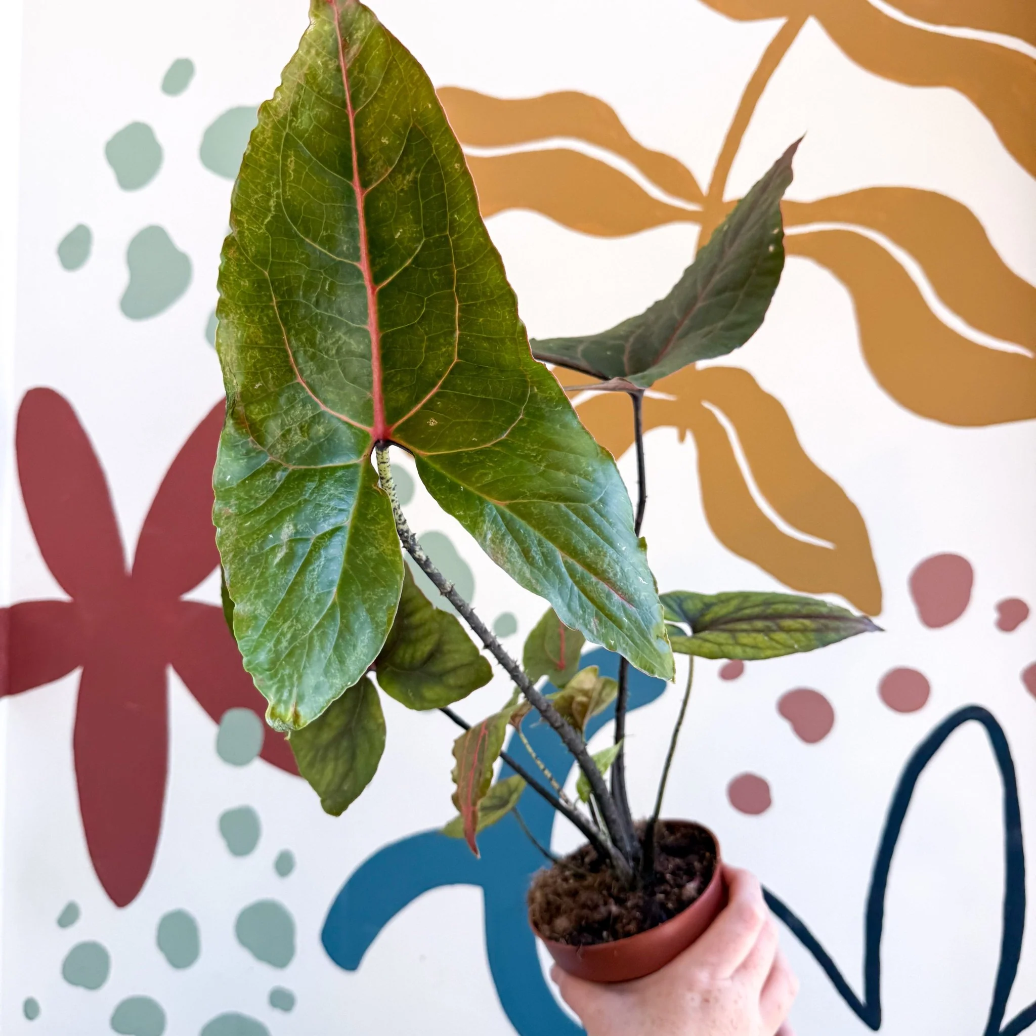 Cyrtosperma johnstonii / Alocasia ‘Black Jack’