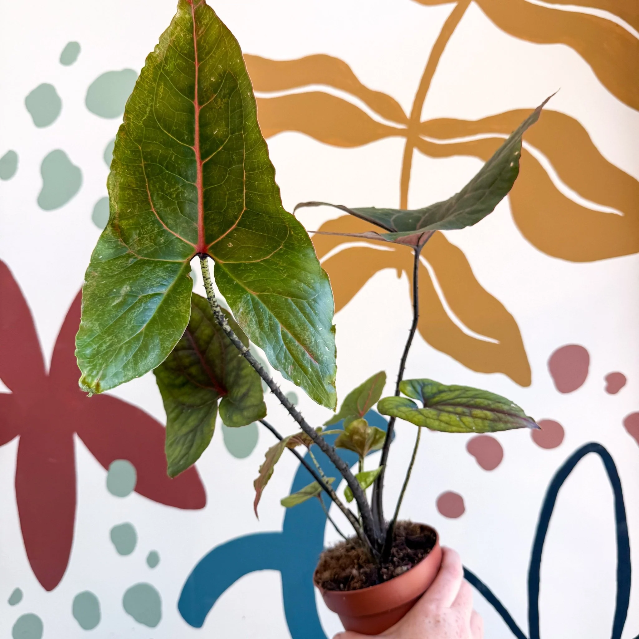 Cyrtosperma johnstonii / Alocasia ‘Black Jack’ - Image 10