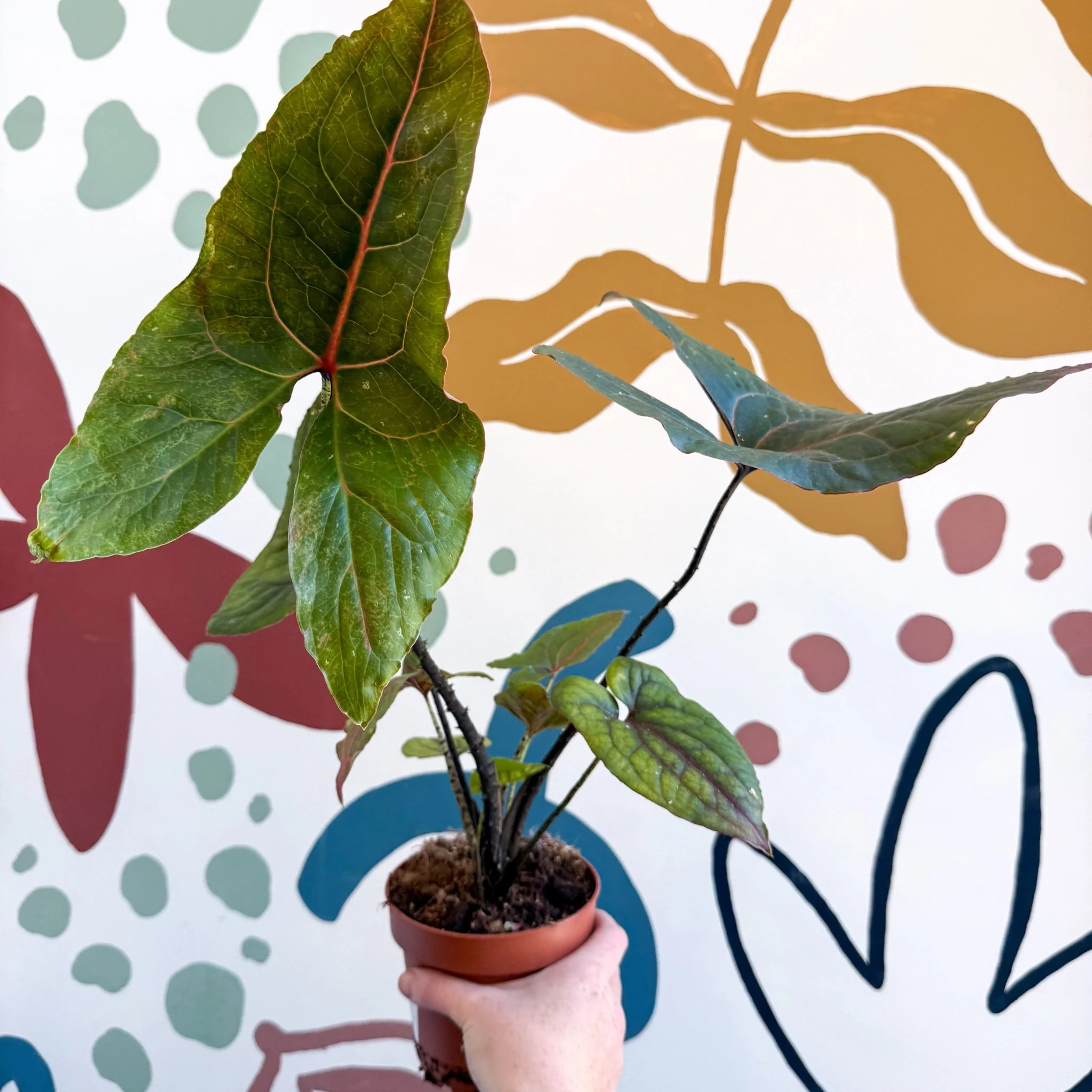 Cyrtosperma johnstonii / Alocasia ‘Black Jack’ - Image 2