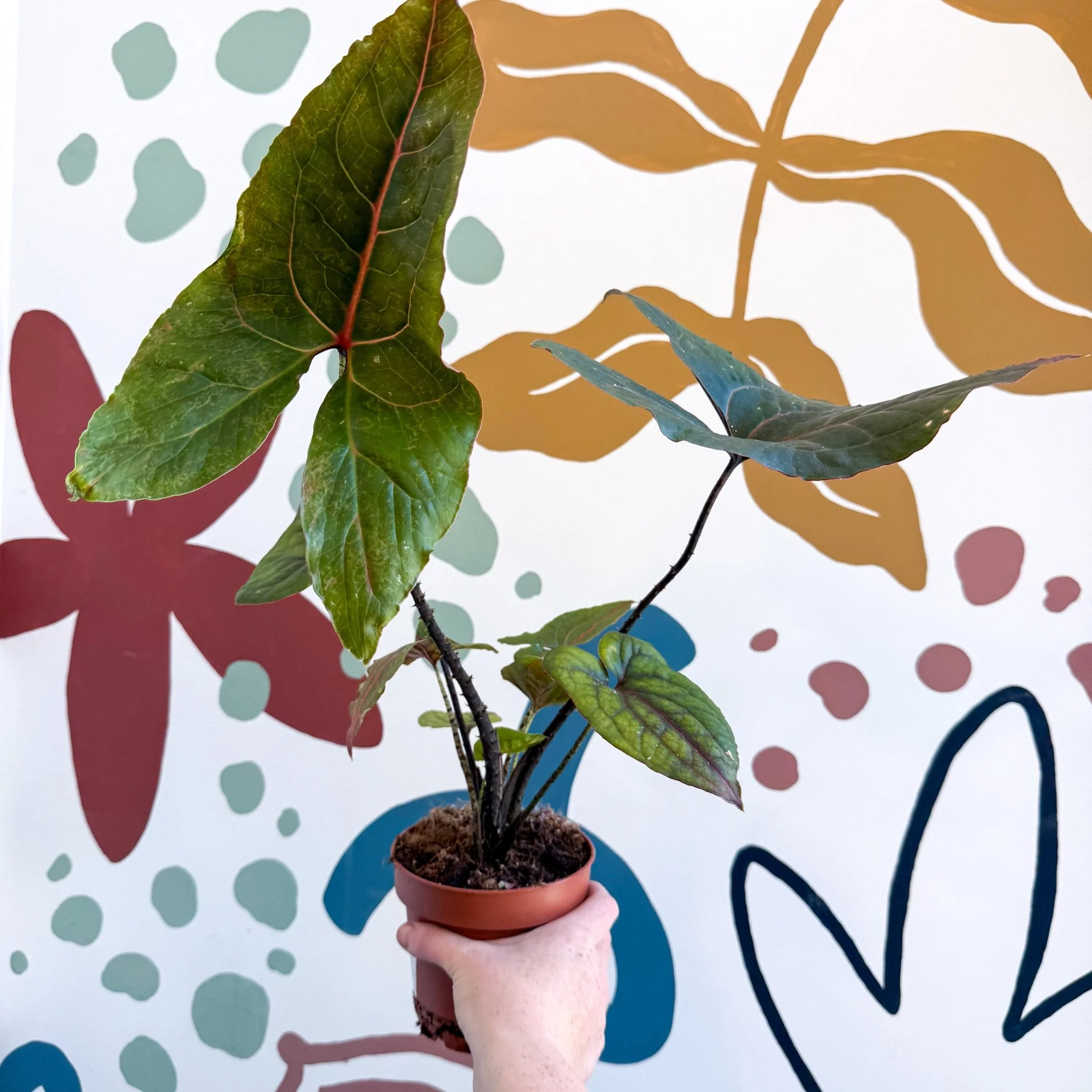 Cyrtosperma johnstonii / Alocasia ‘Black Jack’ - Image 3