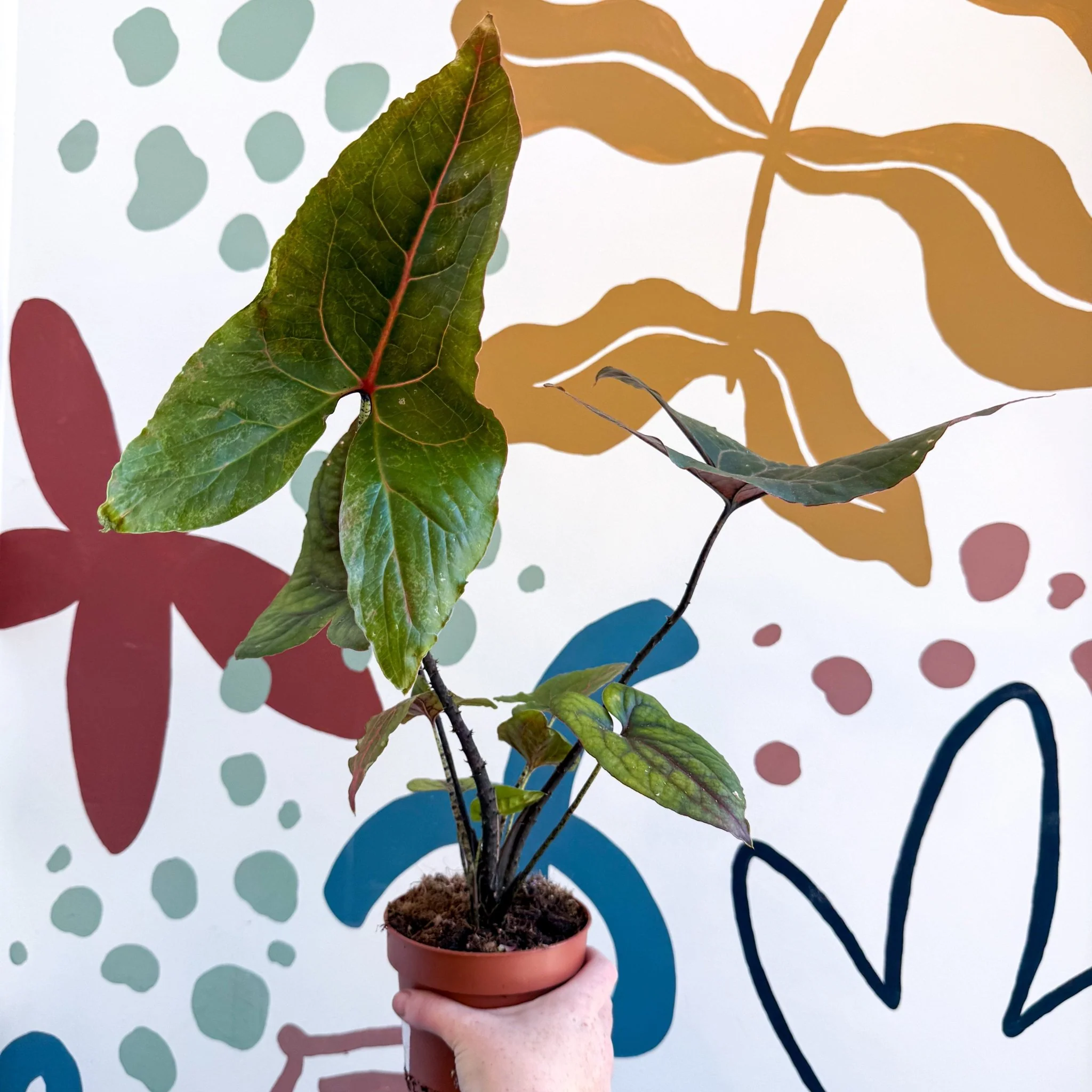 Cyrtosperma johnstonii / Alocasia ‘Black Jack’ - Image 4