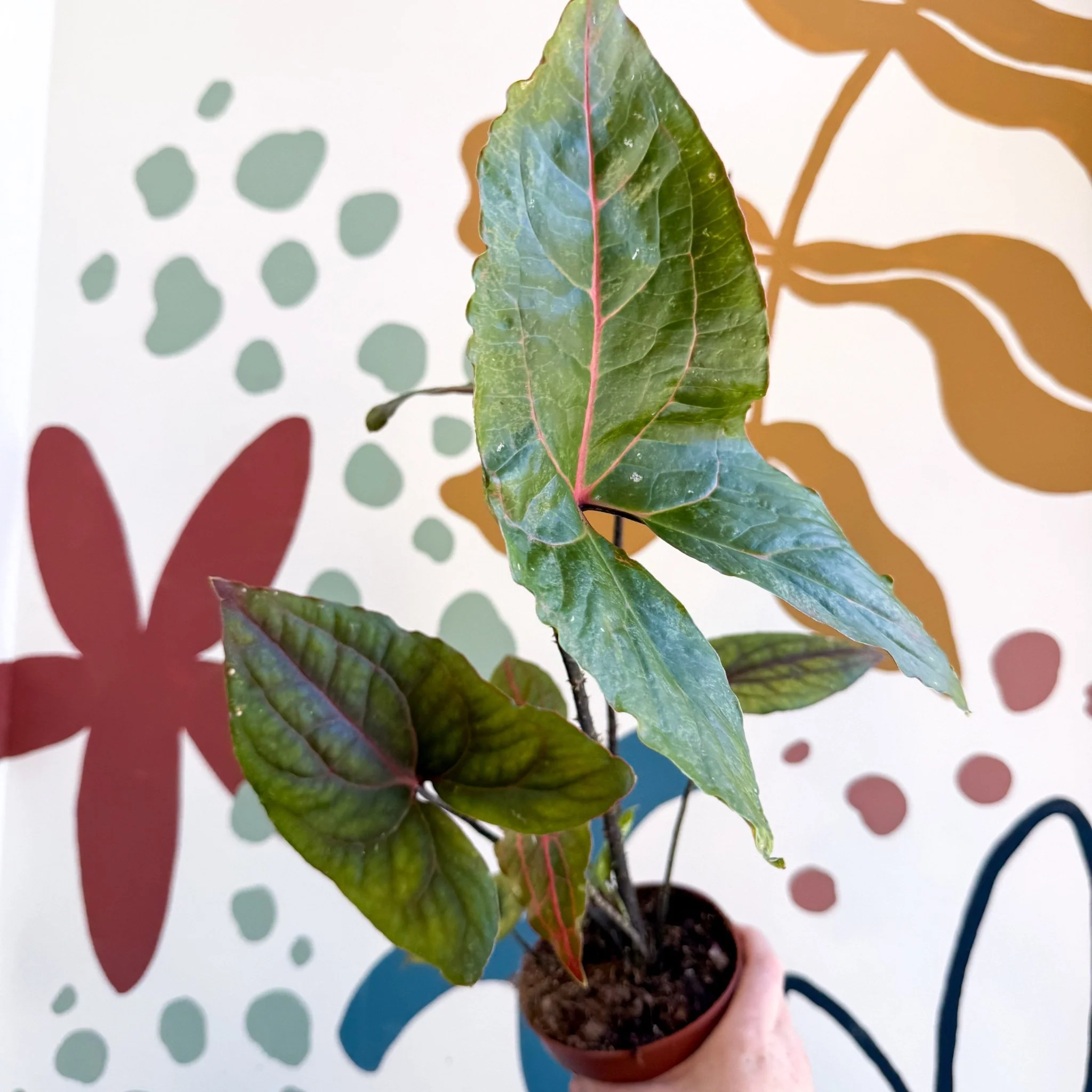 Cyrtosperma johnstonii / Alocasia ‘Black Jack’ - Image 7