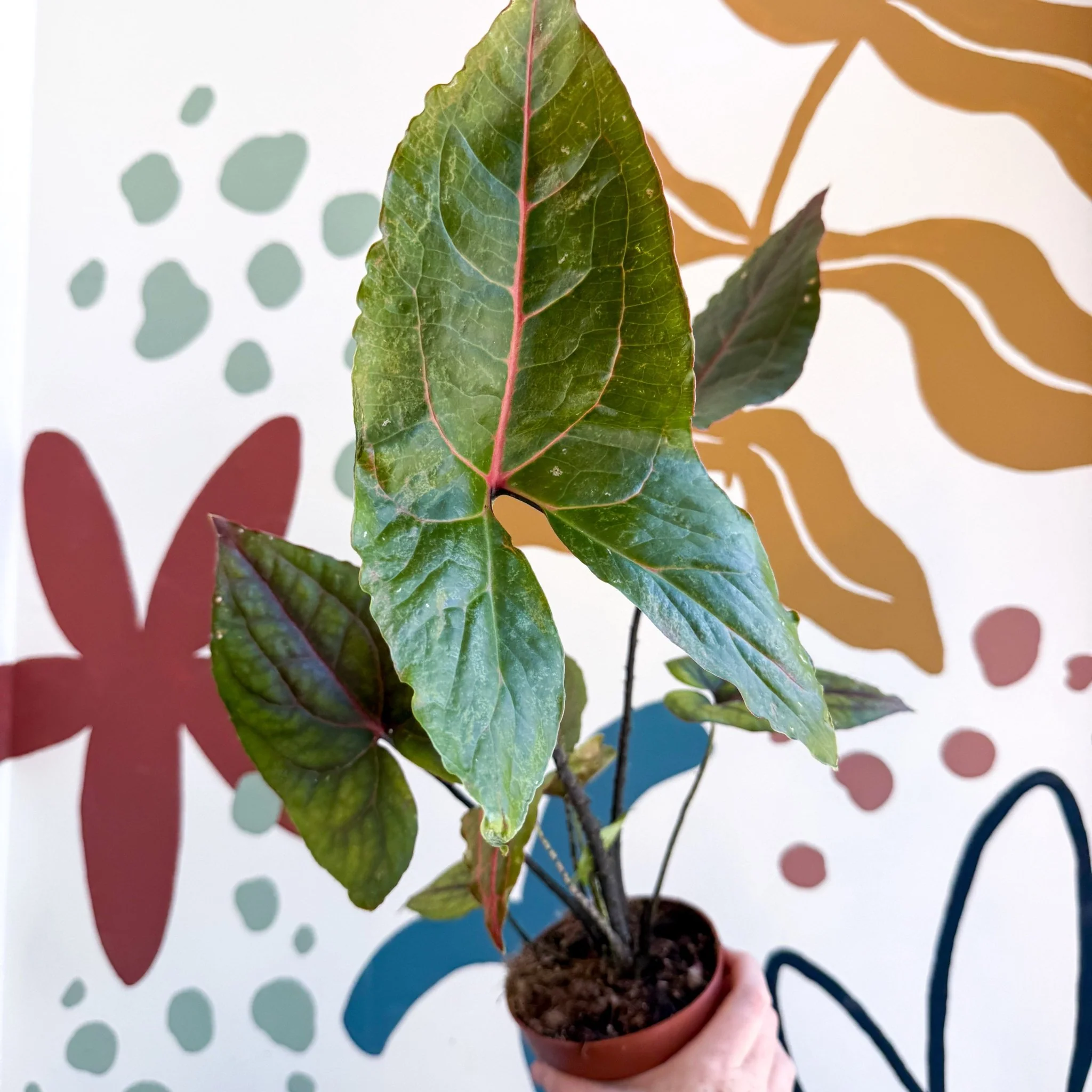 Cyrtosperma johnstonii / Alocasia ‘Black Jack’ - Image 8