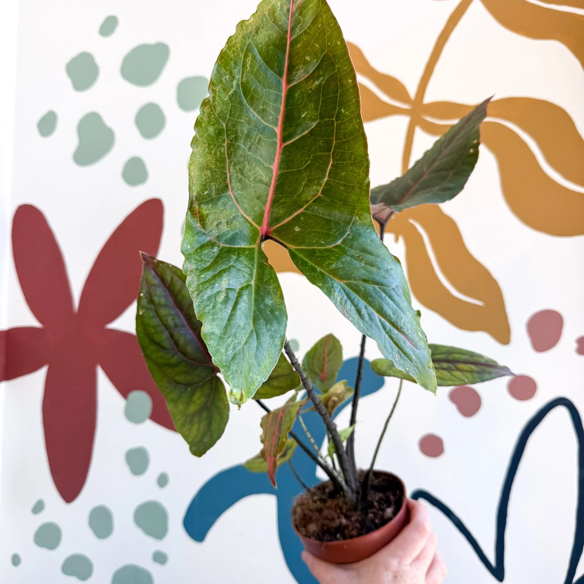 Cyrtosperma johnstonii / Alocasia ‘Black Jack’ - Image 9