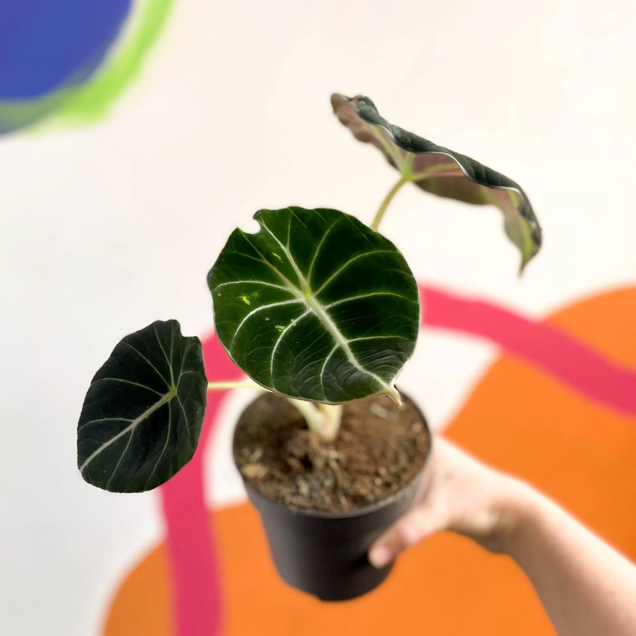 Alocasia reginula 'Black Velvet'