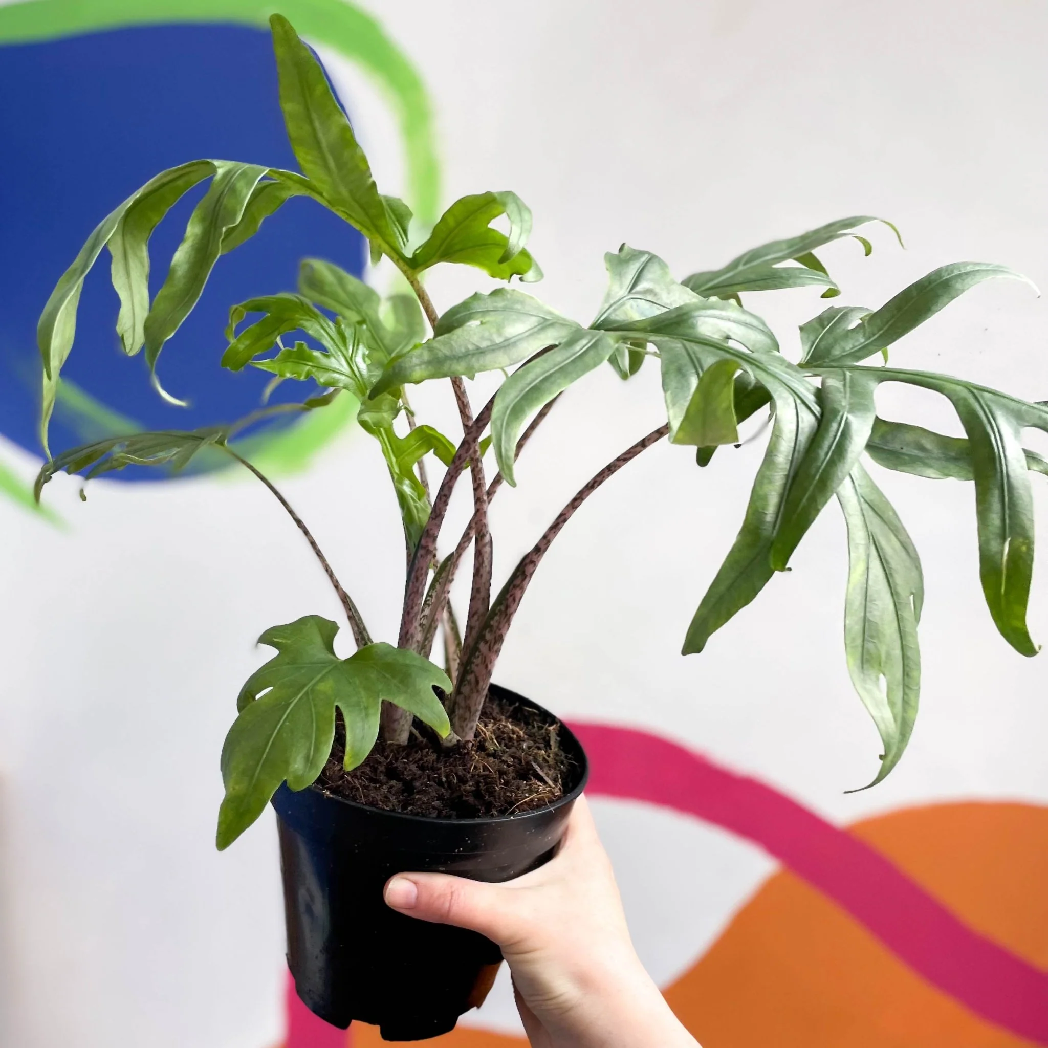 Alocasia brancifolia 'Pink Passion' - Image 4